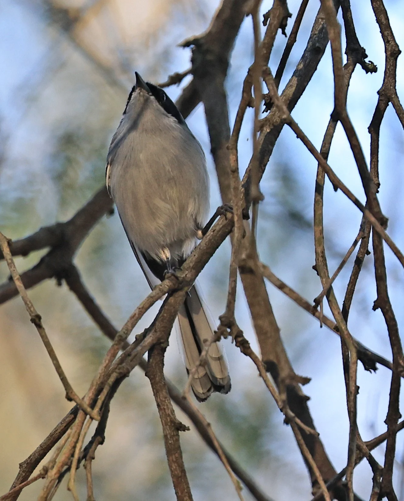 Masked Gnatcatcher (Polioptila dumicola) Aurora Chaquena Reserve, Neuland Mennonite Colony Paraguay