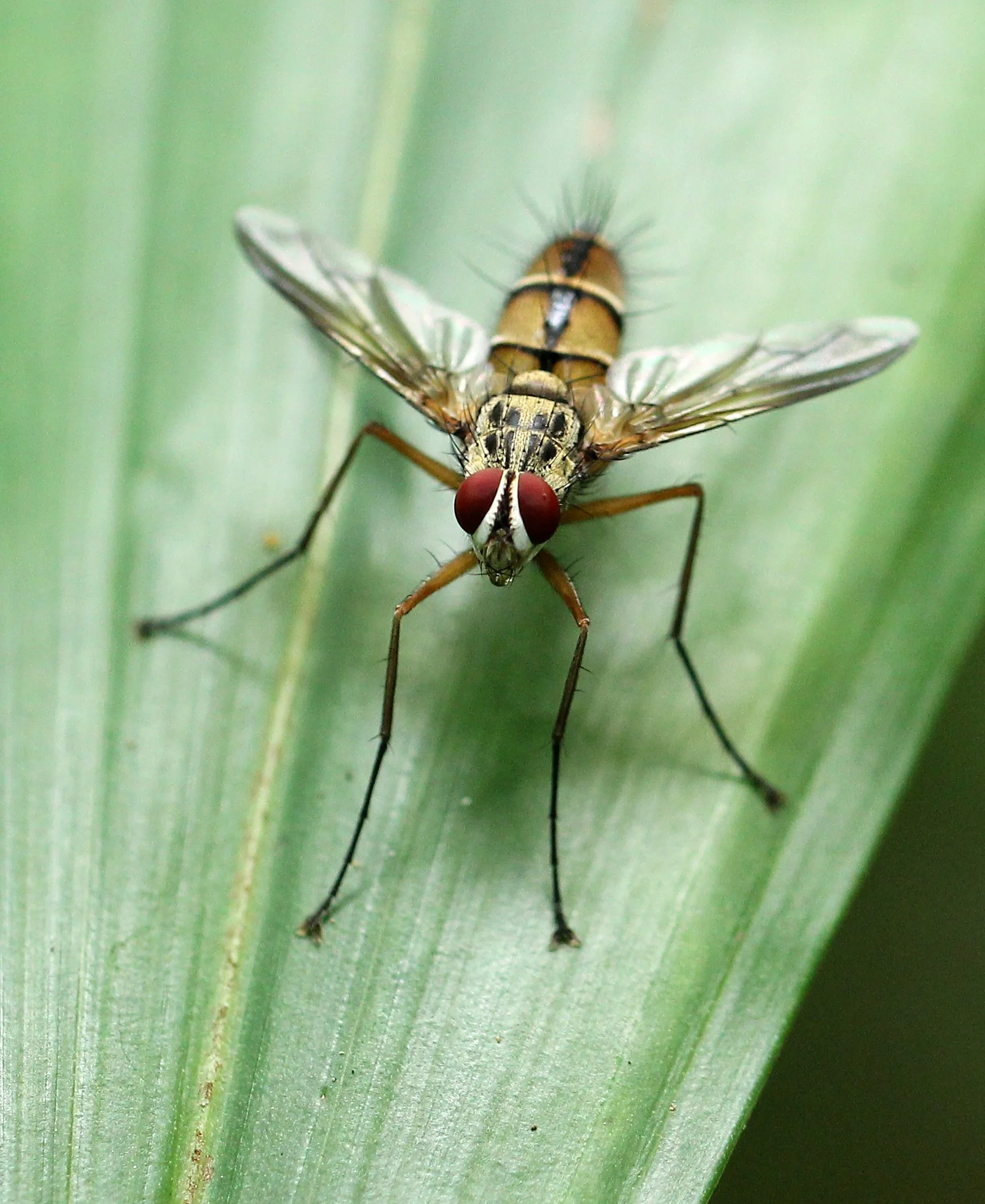 ARTHROPOD SPECIES - DIPTERA SPECIES - KOH LANTA THAILAND - SUMMER 2015 (11).JPG