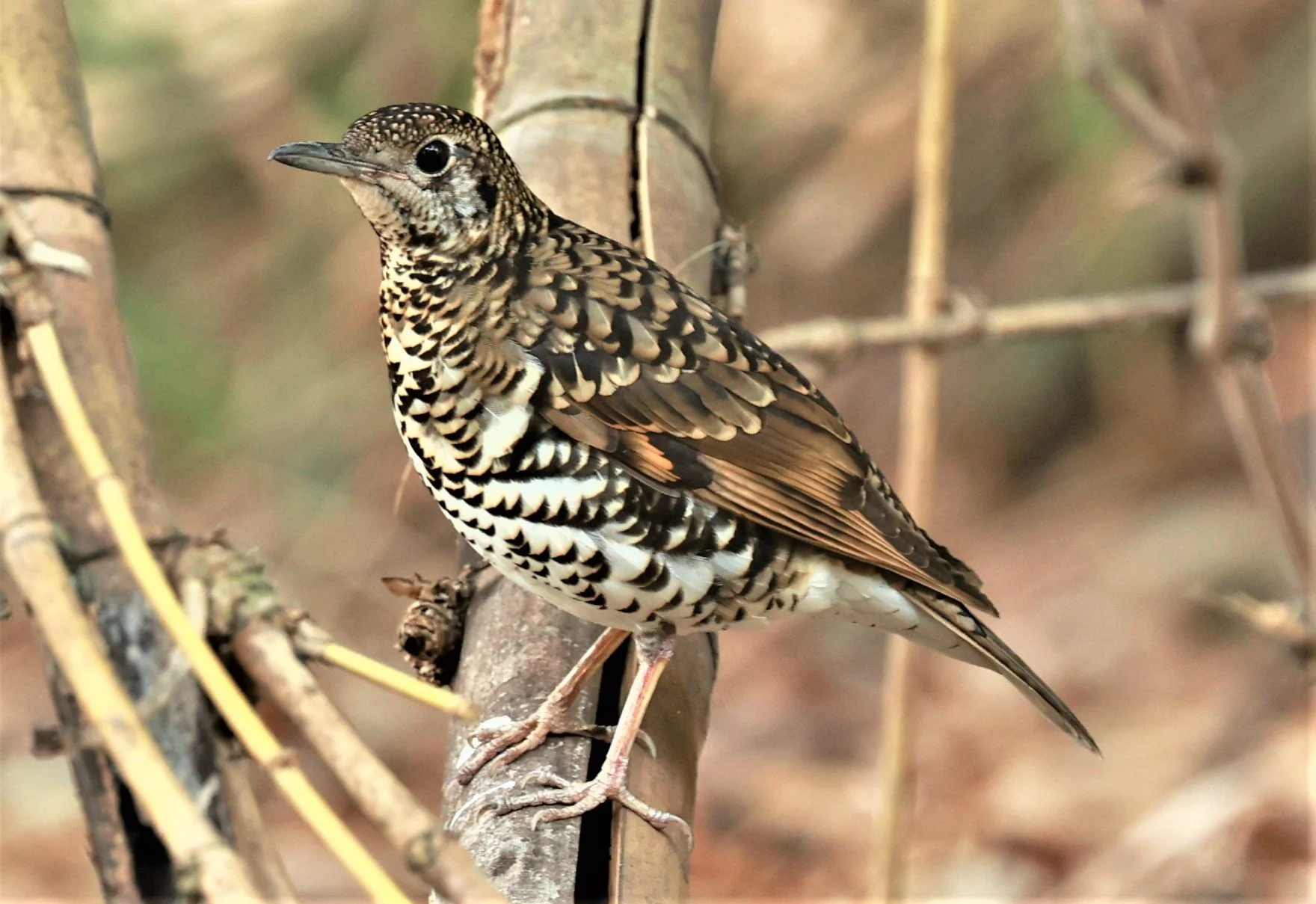 White's Thrush (Zoothera aurea) Putthamonthon Park Nakhon Pathom Thailand (218).jpg
