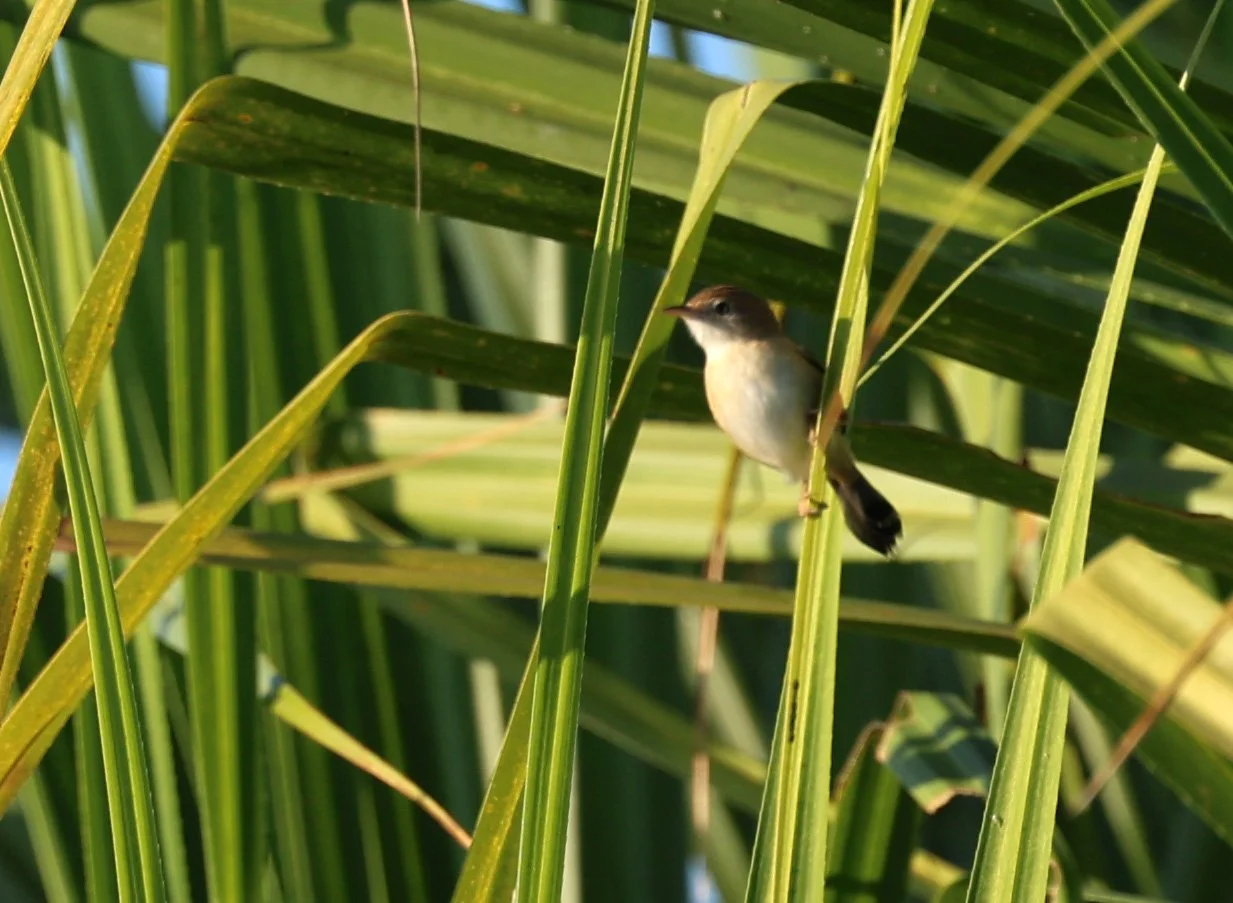 Australian Reed Warbler (Acrocephalus australis) Kakadu NP, Yellow Water Billabong - Northern Territory (2).jpg