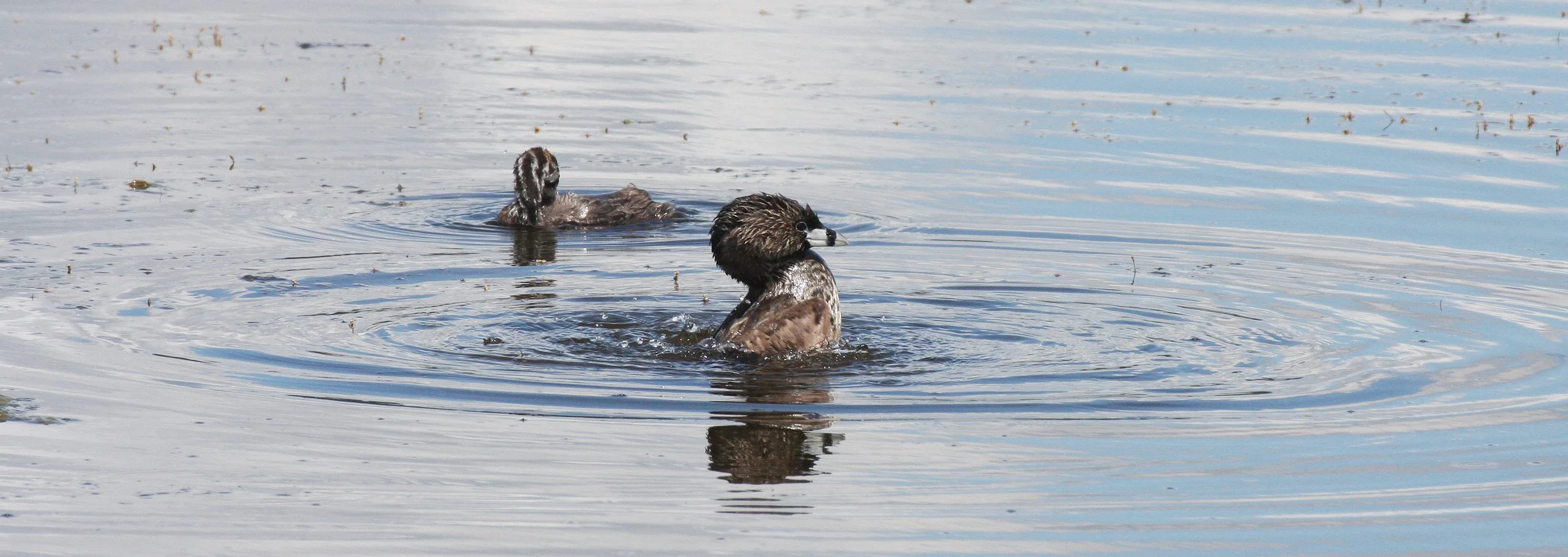 Pied-billed Grebe (Podilymbus podiceps) Ridgefield NWR Washington (43).JPG