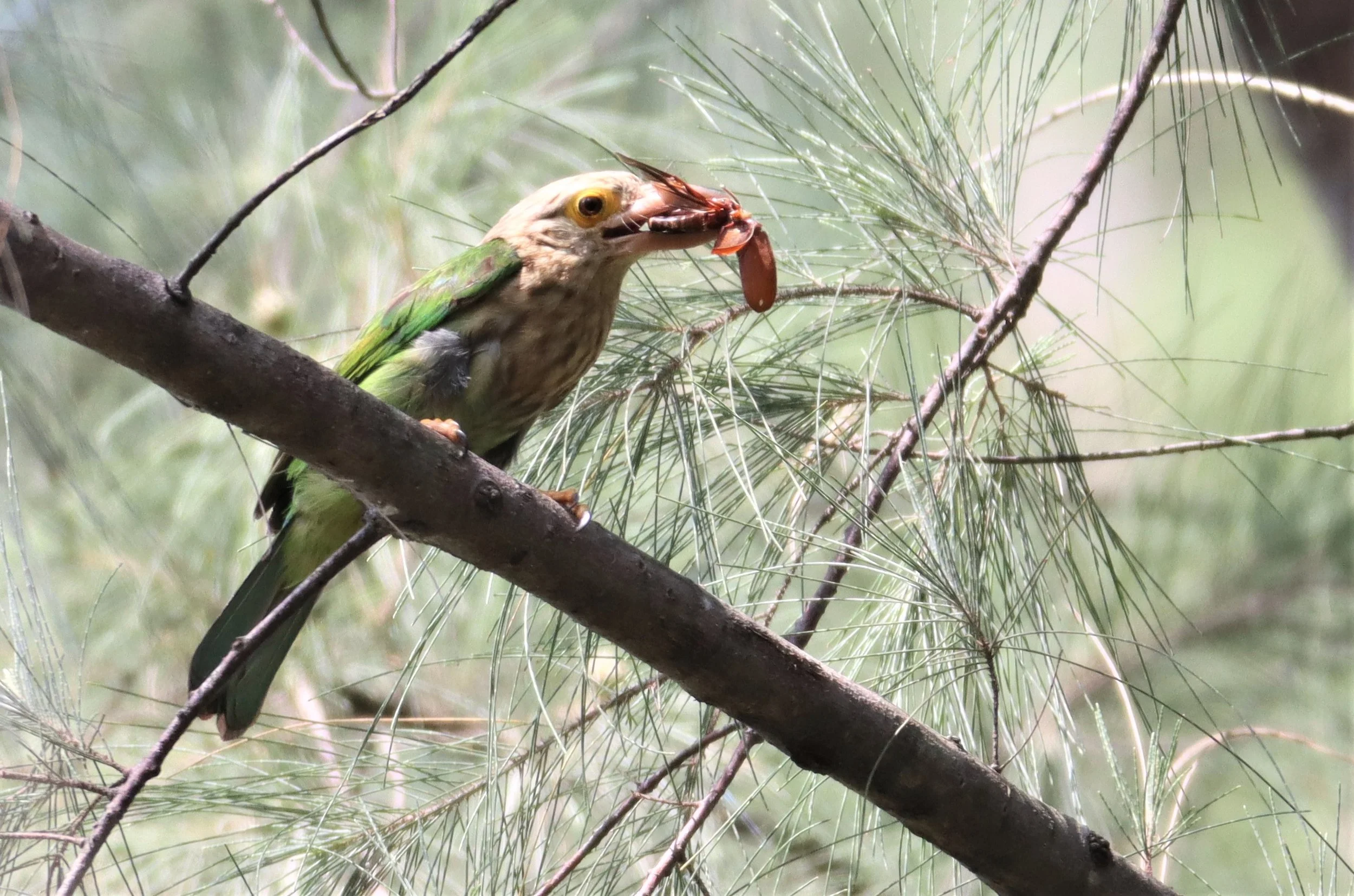 BARBET - LINEATED BARBET - Megalaima lineata - LAEM PAKARAM PHANG NGA (16).jpg