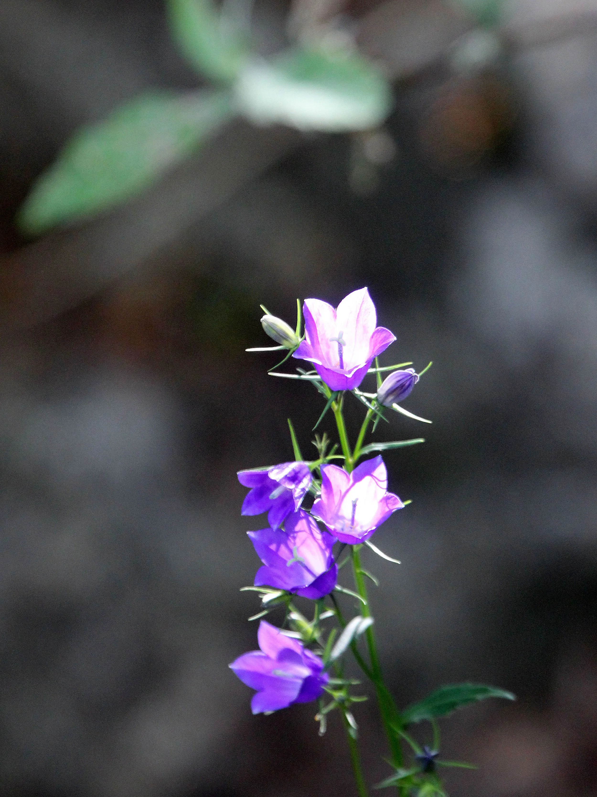 VERCORS NATIONAL PARK FRANCE (11).JPG
