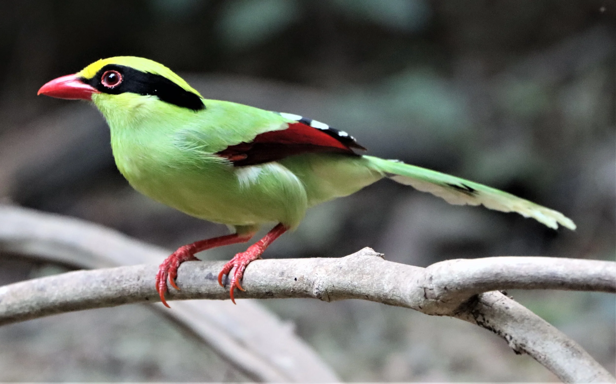 Indochinese Green-Magpie (Cissa hypoleuca)