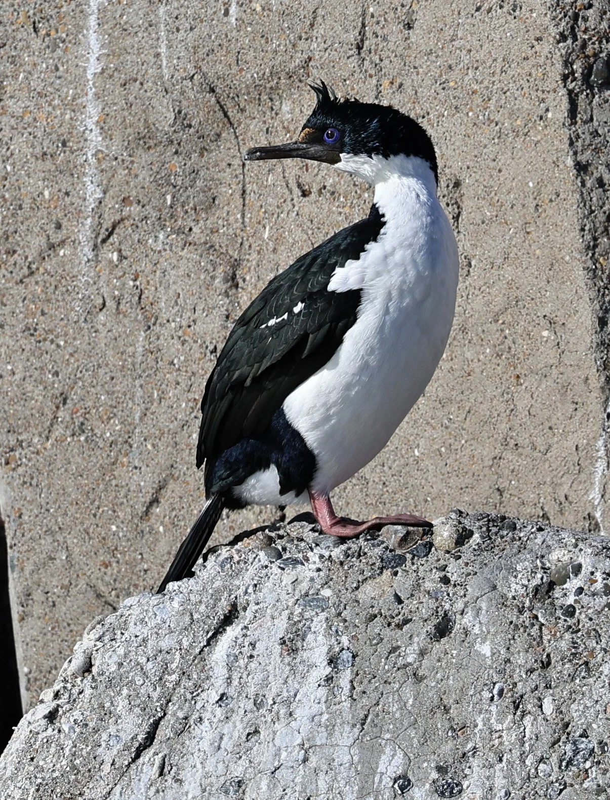 Imperial Cormorant (Phalacrocorax atriceps) Puerto Rawson Argentina (11).jpg