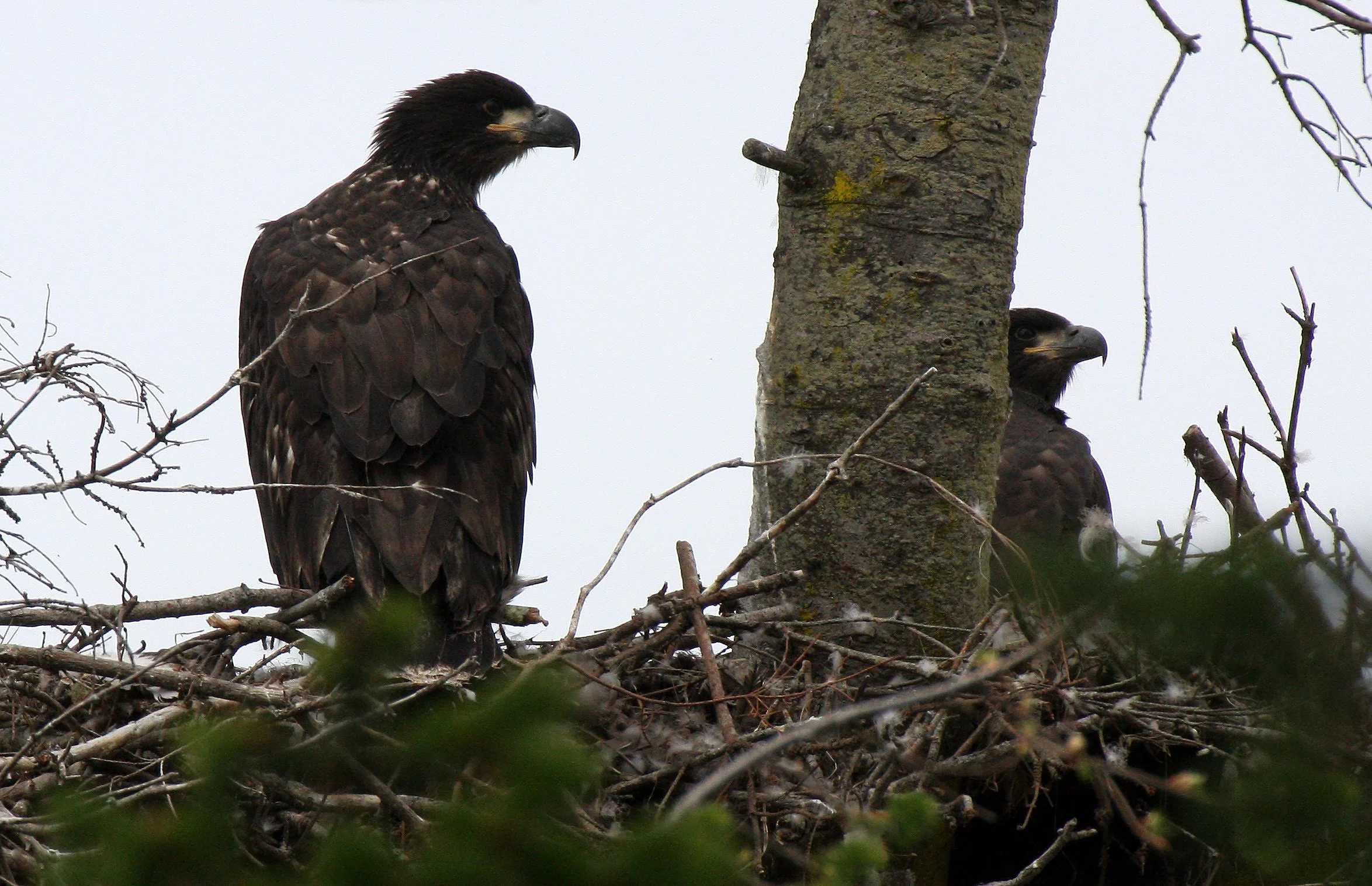 Haliaeetus leucocephalus - AMERICAN BALD EAGLE - CHICKS - CLINE SPIT OVERLOOK - SEQUIM DUNGENESS BLUFFS (61).JPG