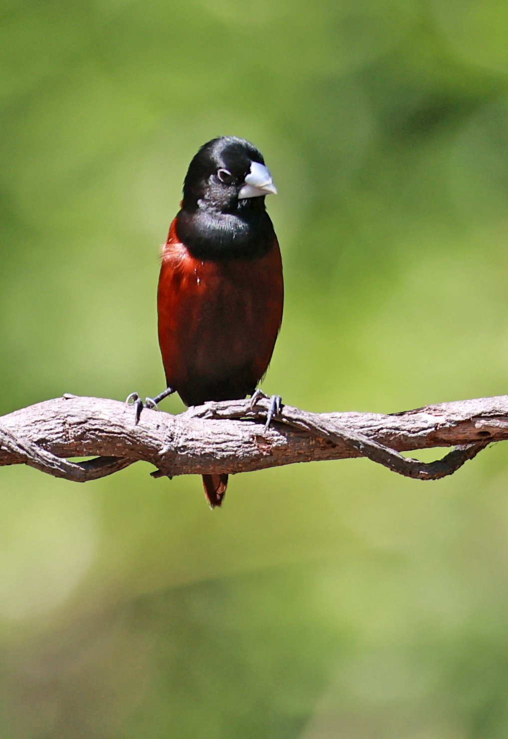 Munia - Black-headed Munia - Lonchura malacca - Bang Pu Mangrove Forest Reserve, Samut Prakan March 30, 2024 (32).jpg