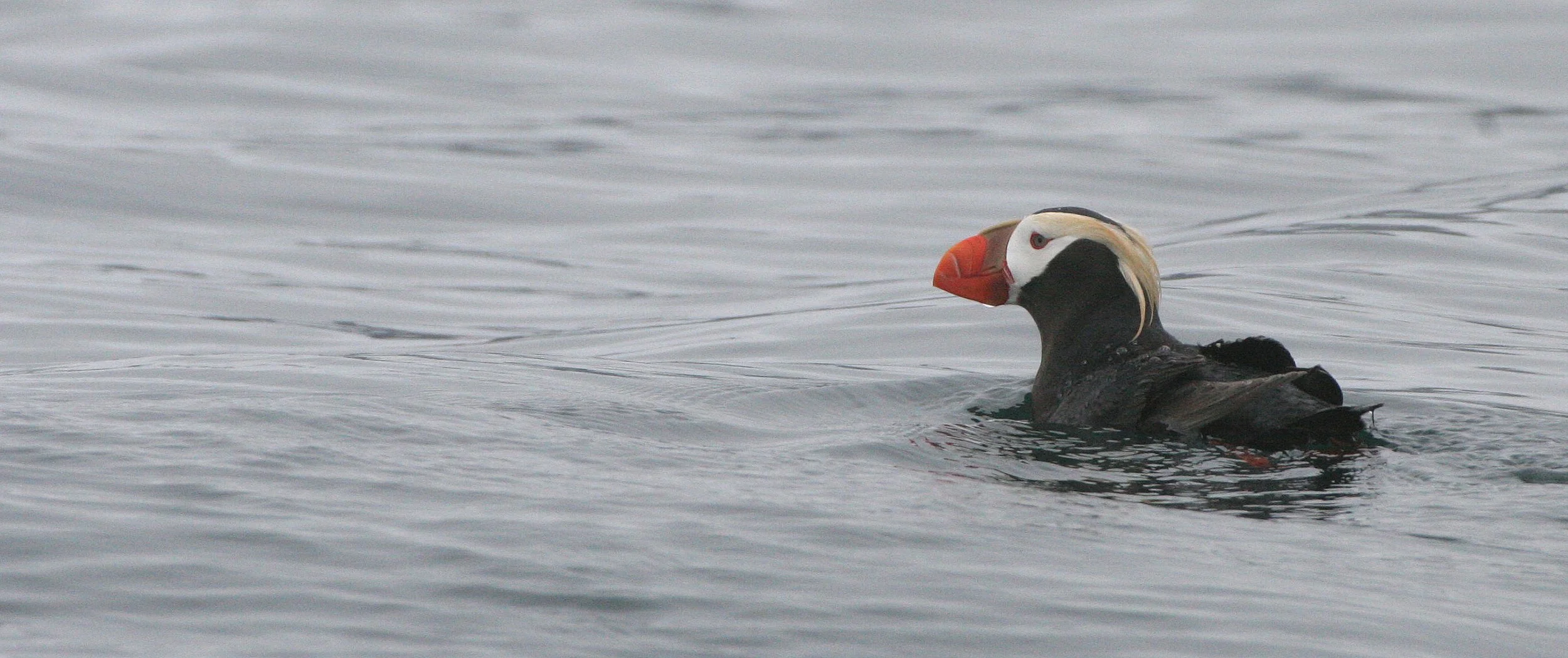 Fratercula cirrhata - TUFTED PUFFIN - COAST OF KAMCHATKA (57).jpg