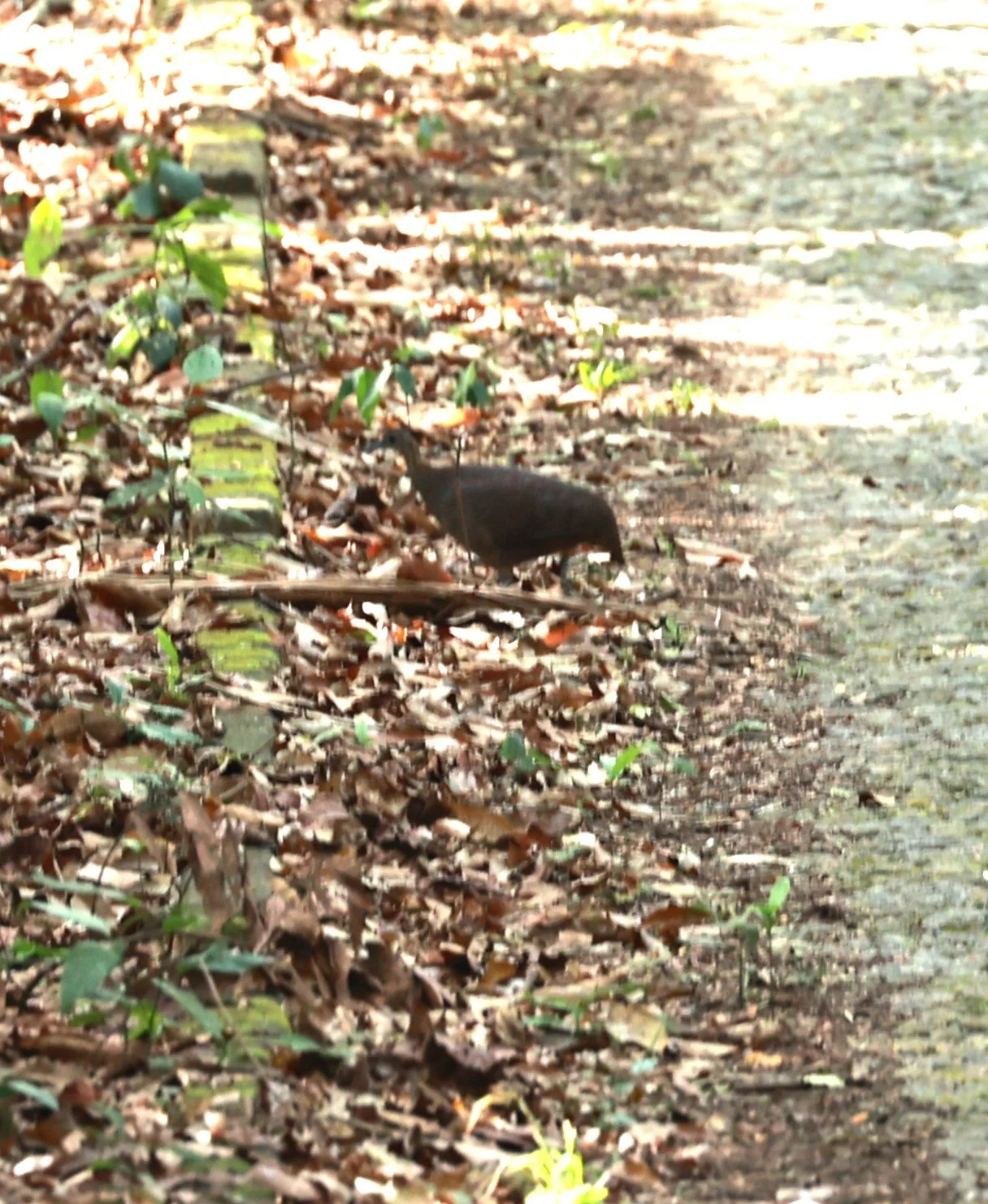 Tinamou - Species Unidentified - Rio Doce State Park Minas Gerais