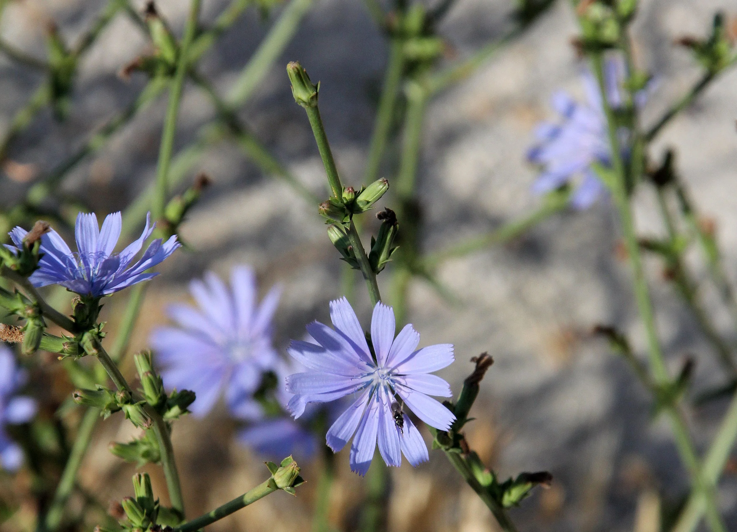 METEORA GREECE - JUNE 2013 (70).JPG