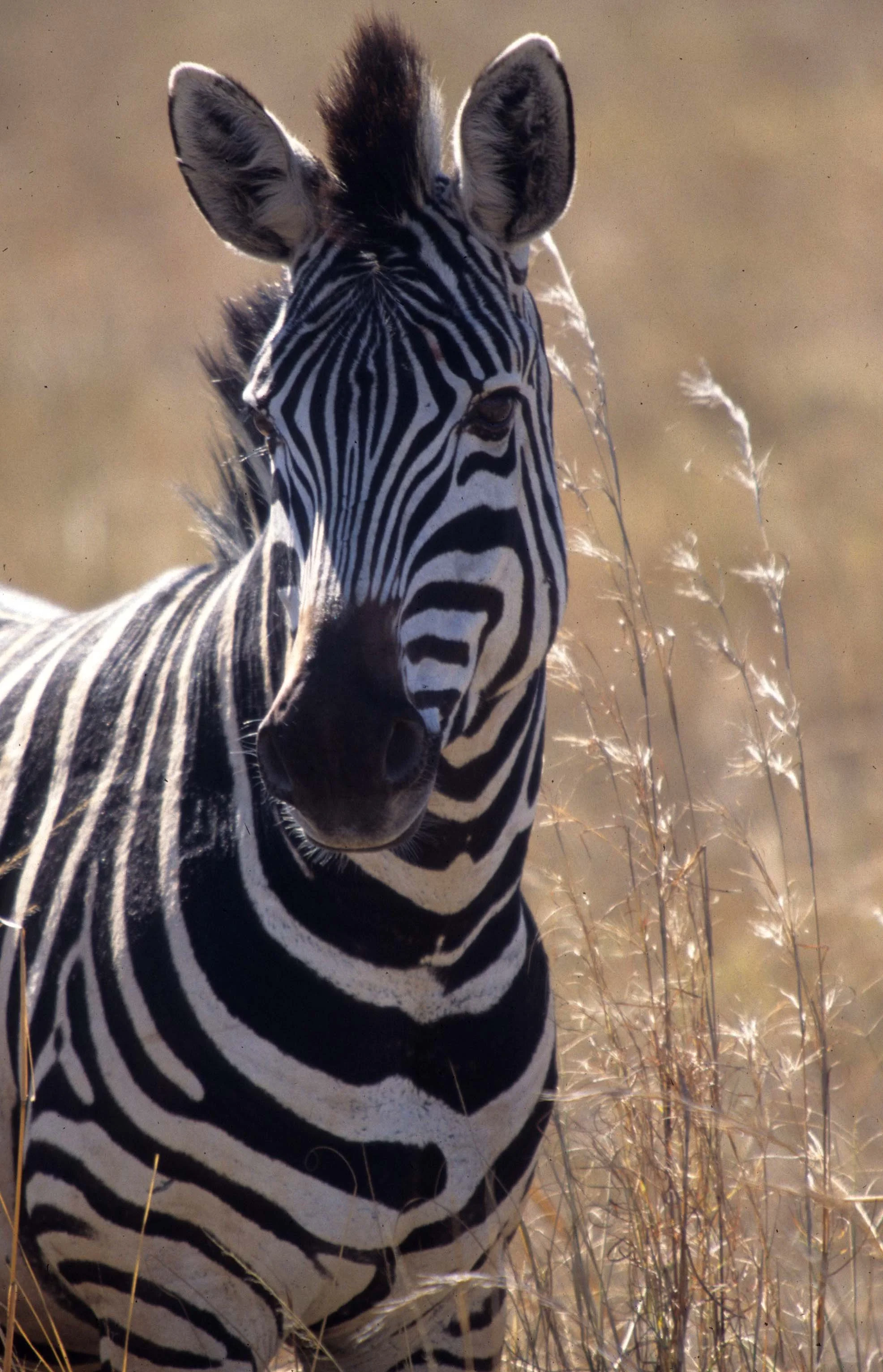 EQUIN - ZEBRA - COMMON - SERENGETI (16).jpg