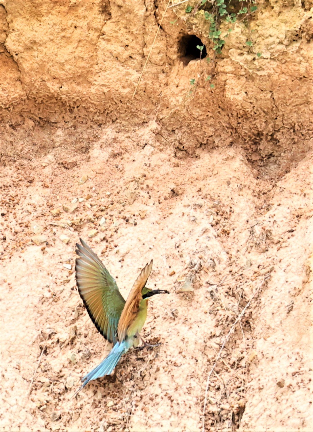 BEE EATER - BLUE-TAILED BEE-EATER - Merops philippinus - PETCHABURI OPEN QUARY AREA ON WAY TO BAAN MAKA JUNE 2022 (17).jpg