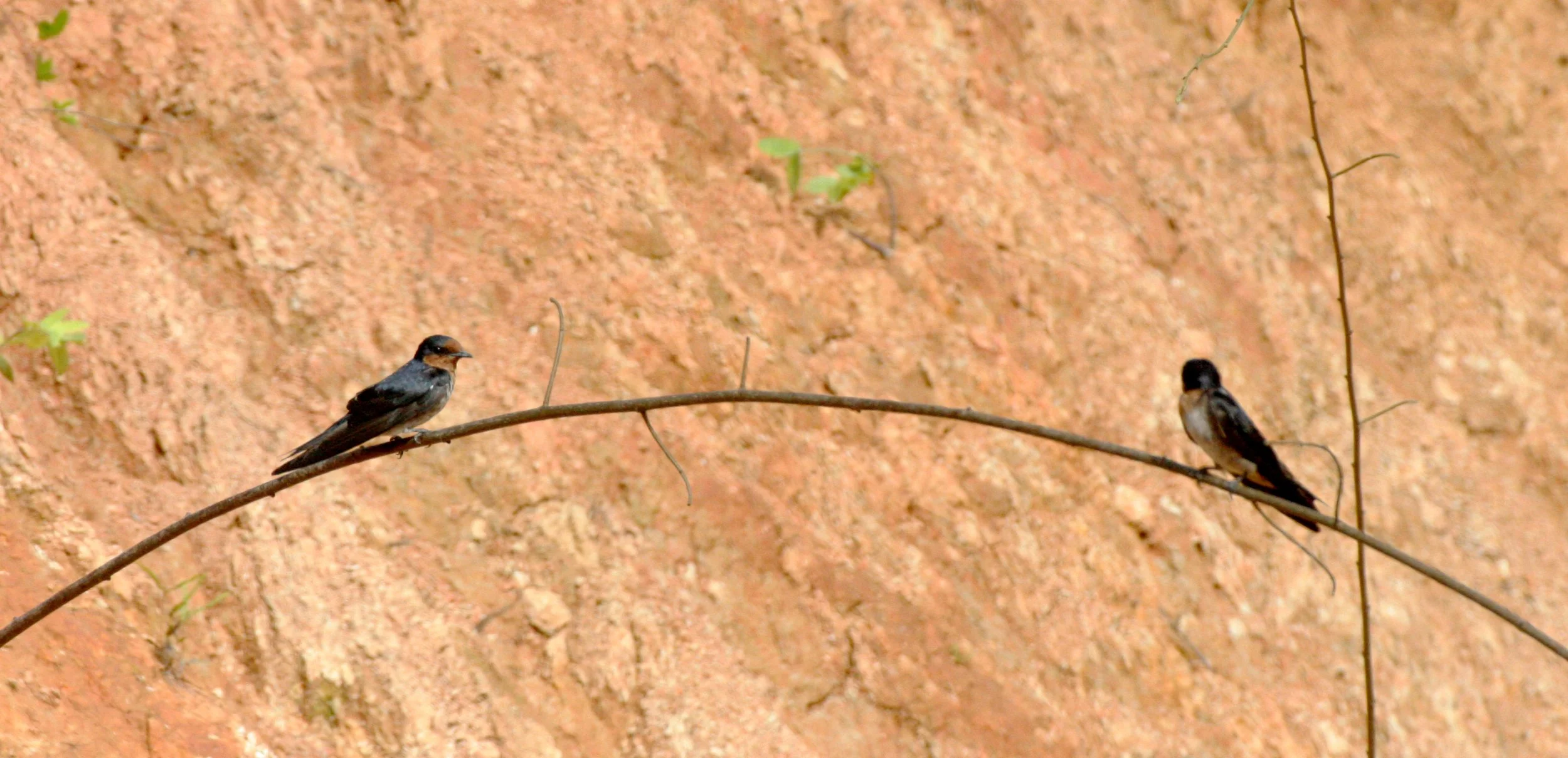 Pacific Swallow (Hirundo tahitica) Tabin Wildlife Reserve Borneo.JPG