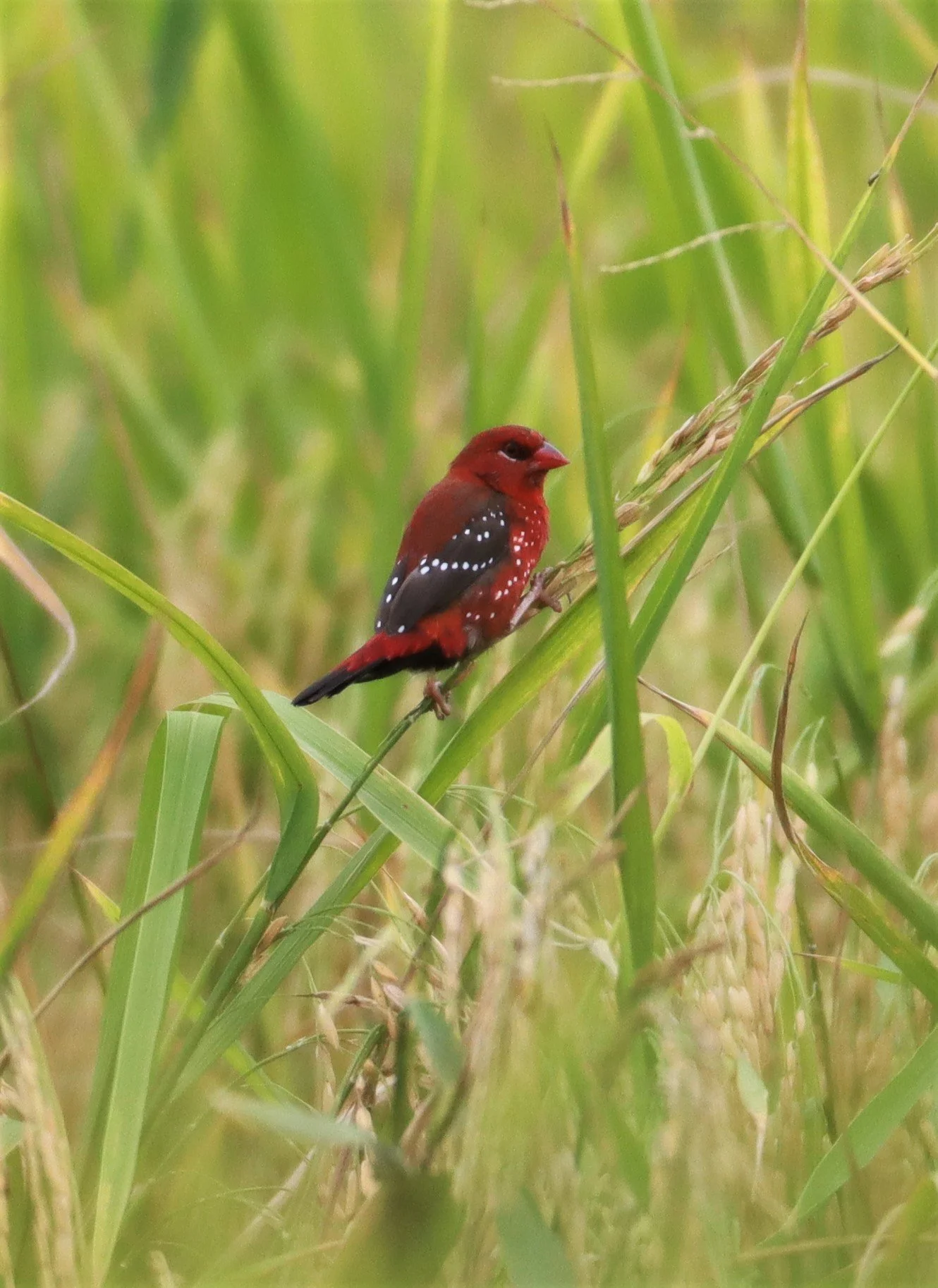 RED AVADAVAT - Amandava amandava - LAD KRABANG  THAP YAO RICE FIELDS AUGUST 14 2021 (108).jpg