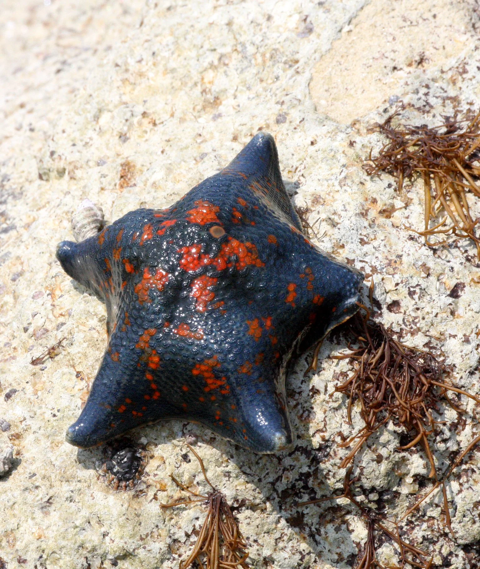 INVERT - ECHINODERM - BAT STAR - MUTSU HARBOR.JPG