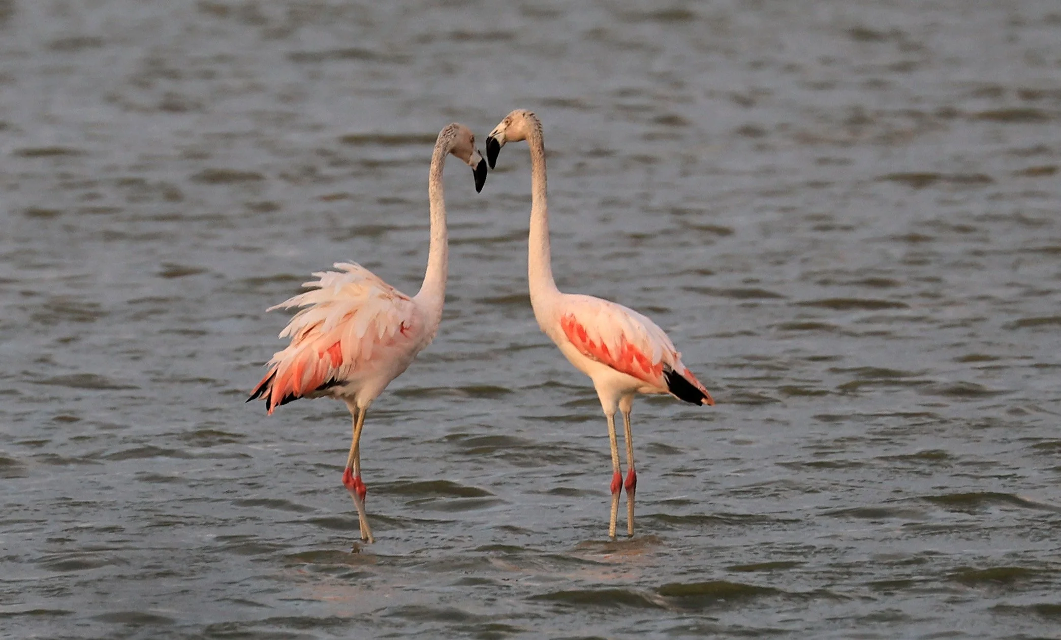 Chilean Flamingo (Phoenicopterus chilensis) Chaco Lodge & Laguna Salada Paraguay (56).jpg