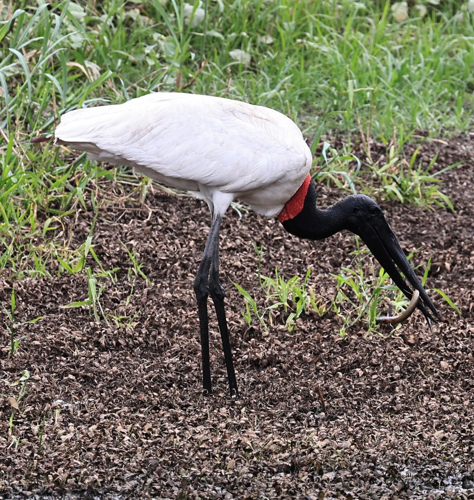 Jabiru (Jabiru mycteria) Agua Dulce Paraguay (15).jpg