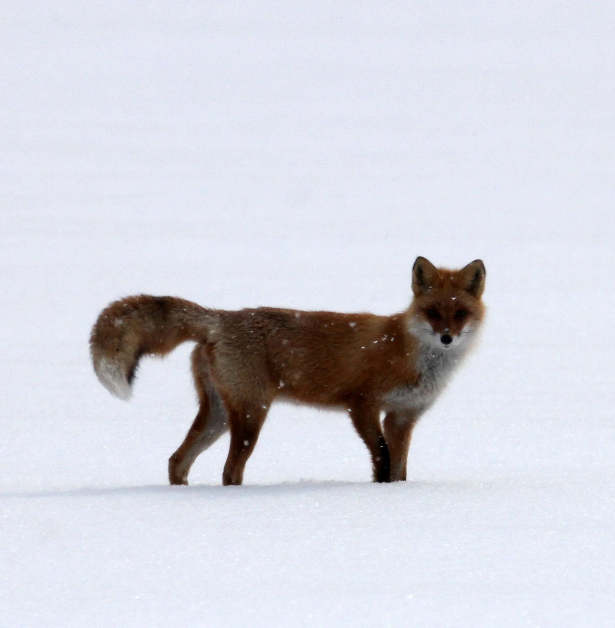FOX - Vulpes vulpes schrencki - HOKKAIDO RED FOX - TSURUI HOKKAIDO (71).JPG