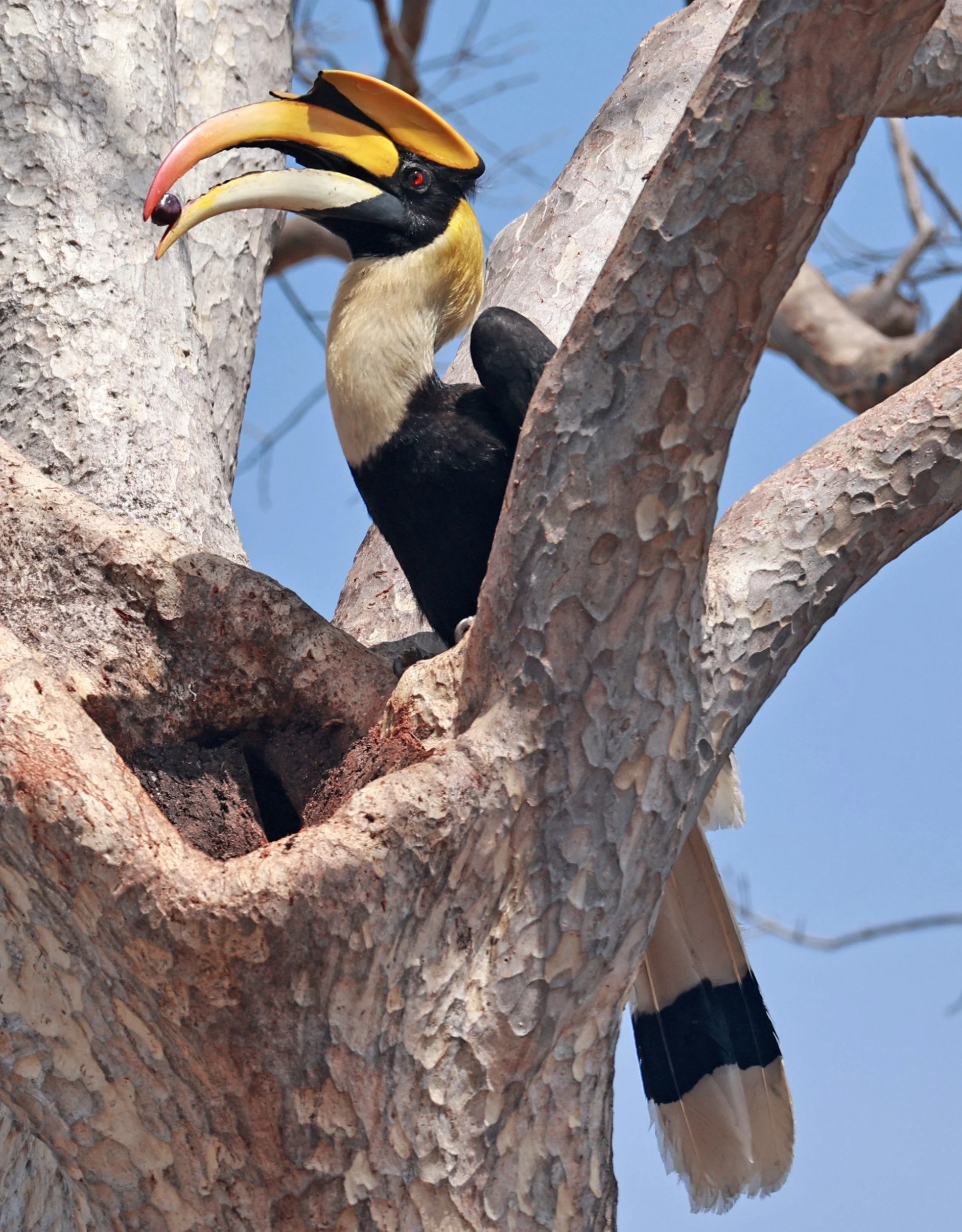 Great hornbill (Buceros bicornis) Pak Chong Mu Si Municipality Feb 2026 (64).jpg