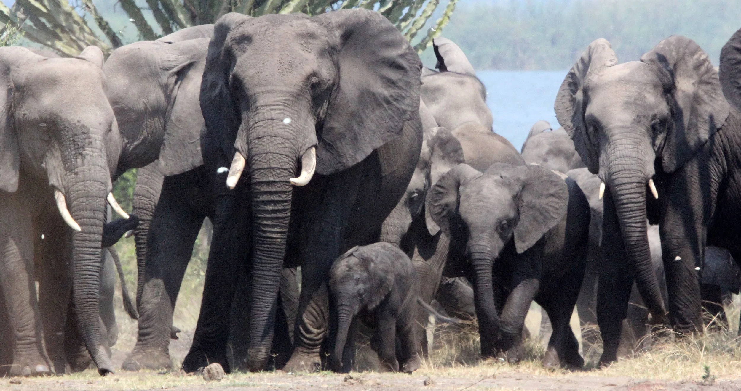 ELEPHANT - QUEEN ELIZABETH NATIONAL PARK UGANDA (38).JPG