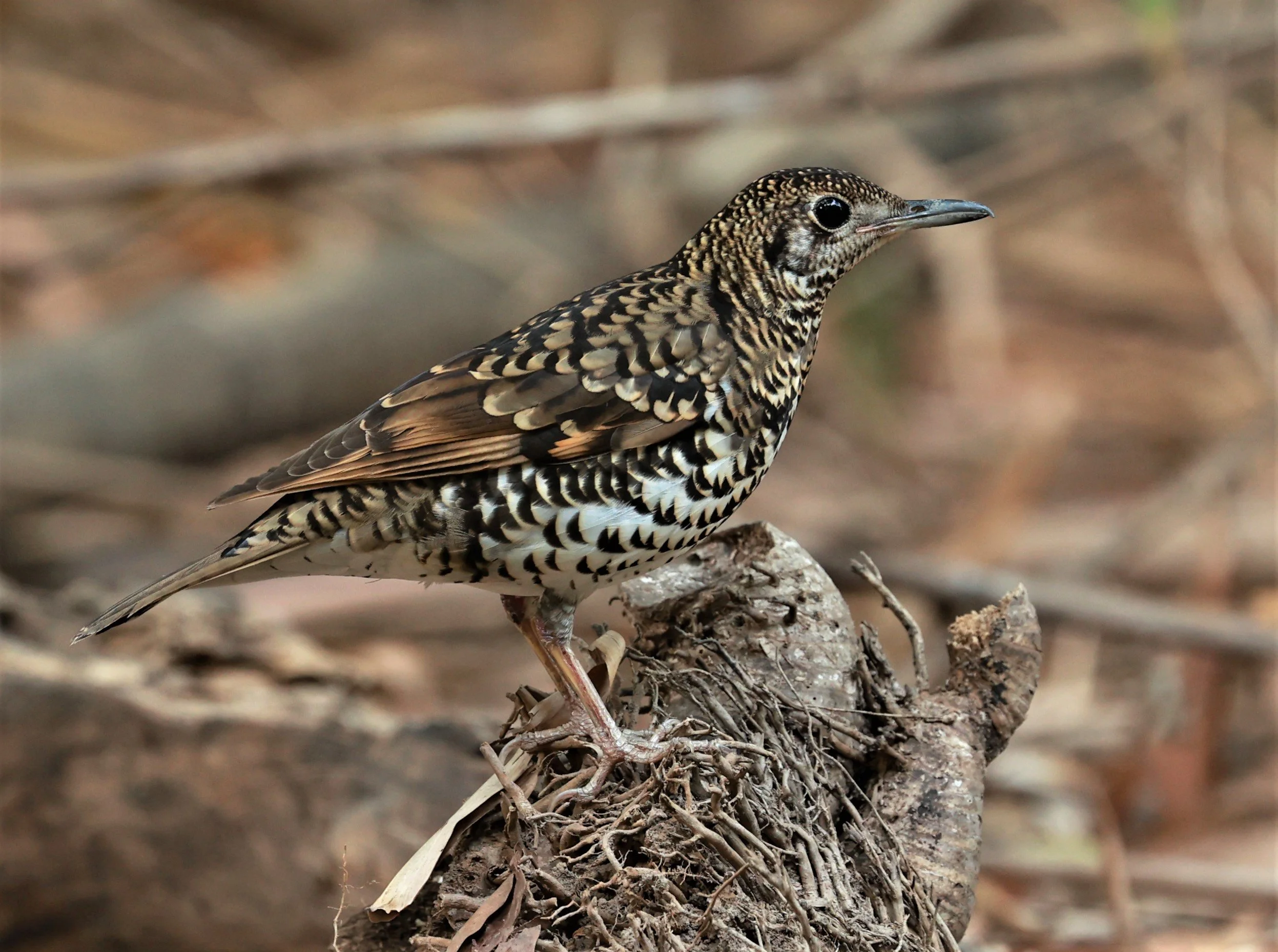 White's Thrush (Zoothera aurea) Putthamonthon Park Nakhon Pathom Thailand (210).jpg