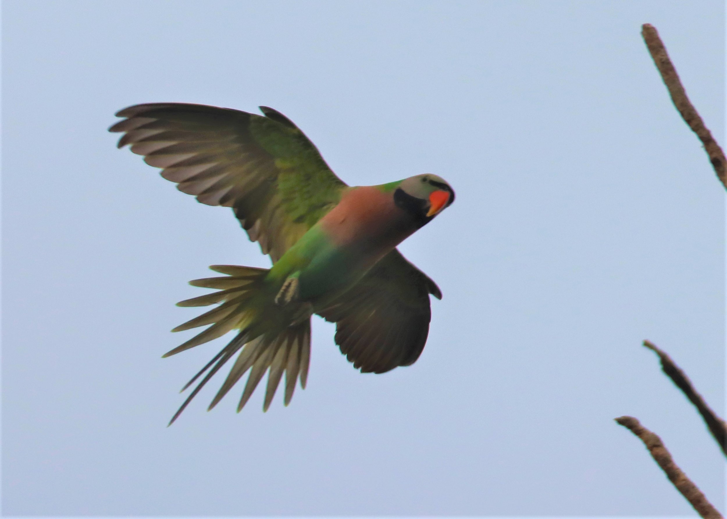 PARAKEET - RED-BREASTED PARAKEET - Psittacula alexandri - WAT SUAN YAI NONTHABURI (34).jpg