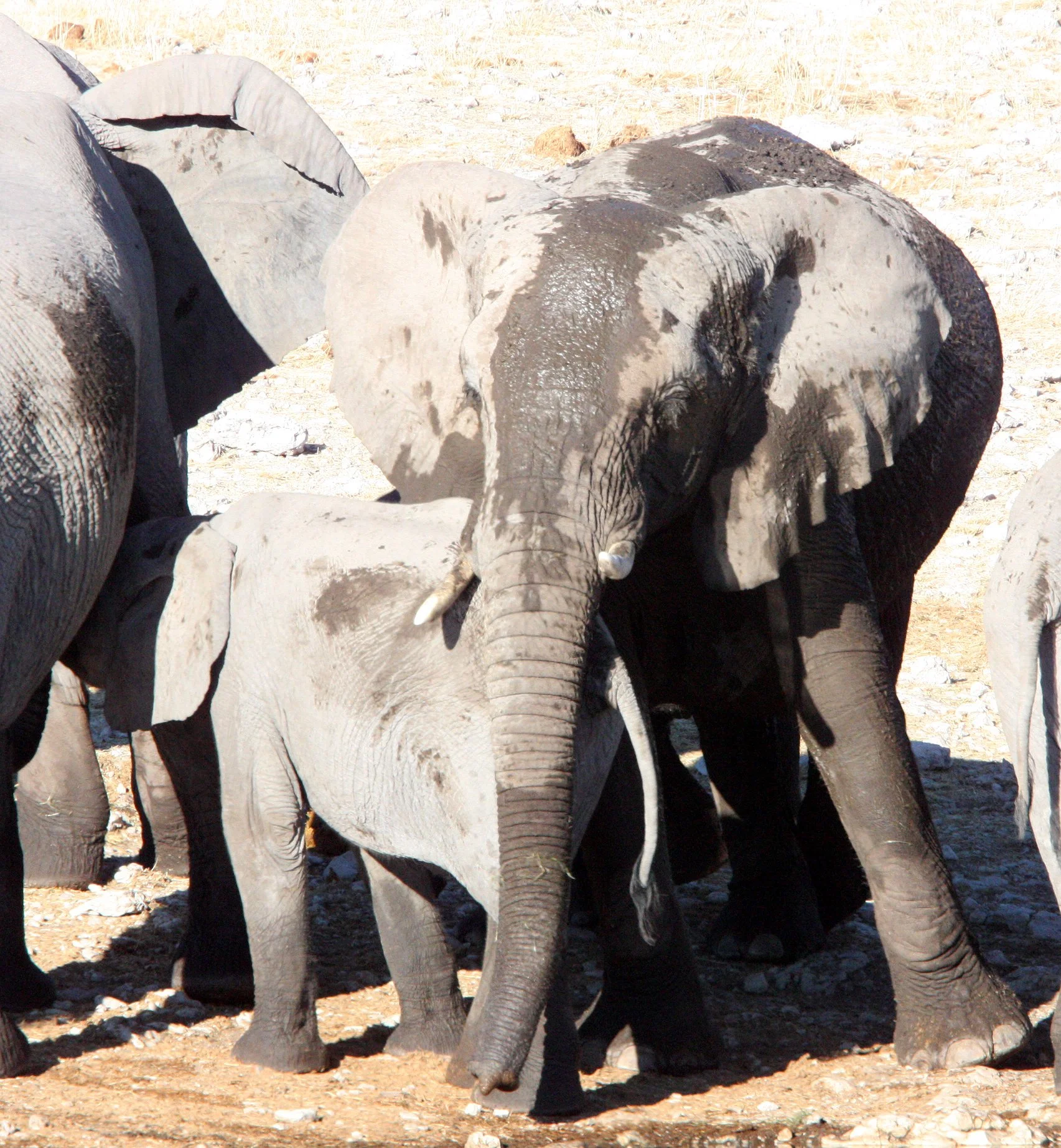 ELEPHANT - AFRICAN ELEPHANT - ETOSHA NATIONAL PARK NAMIBIA (84).JPG