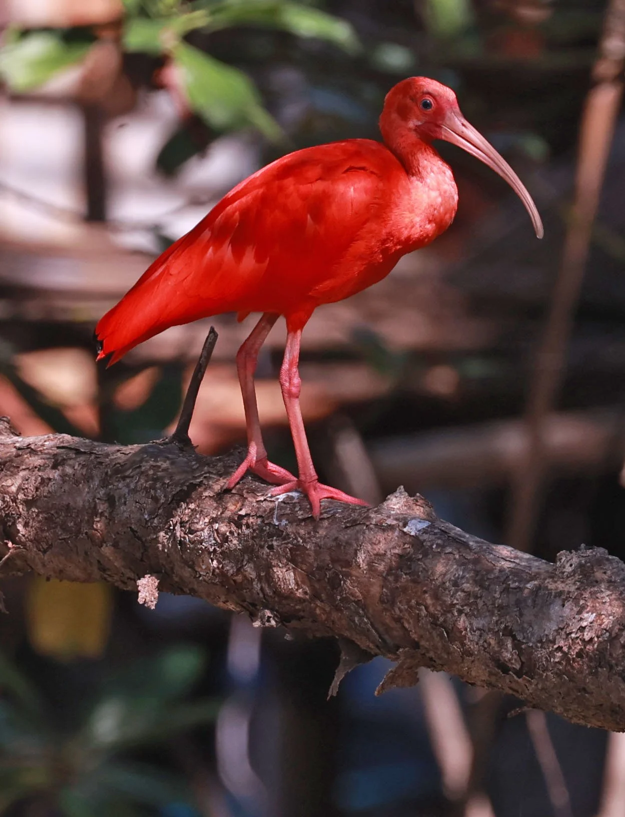 Ibis - Scarlet Ibis - Eudocimus ruber - 29 Songkaow Cafe, Chachoengsao Thailand (130).jpg