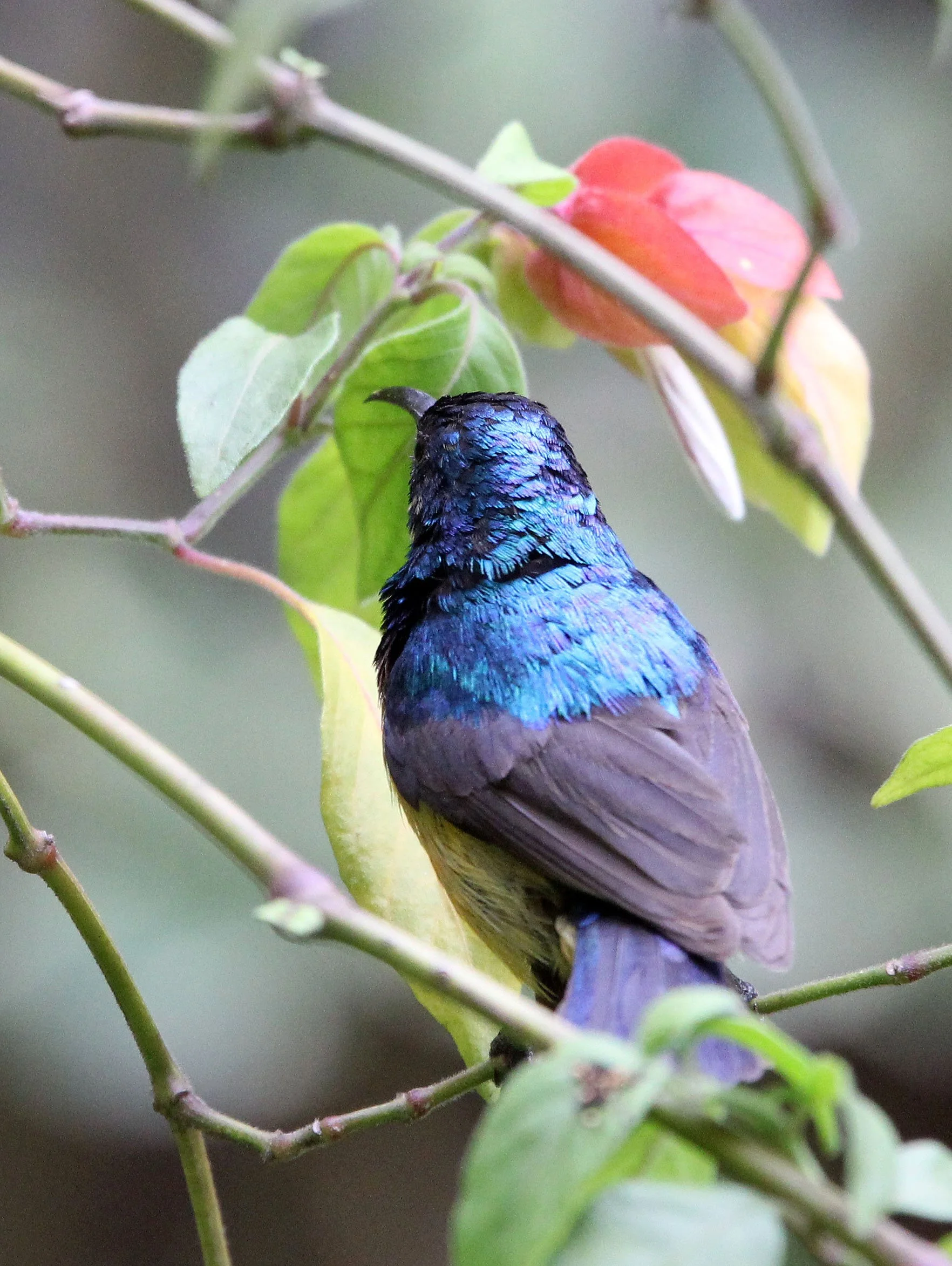 BIRD - SUNBIRD - REGAL SUNBIRD - RUHENGERI RWANDA (4).JPG