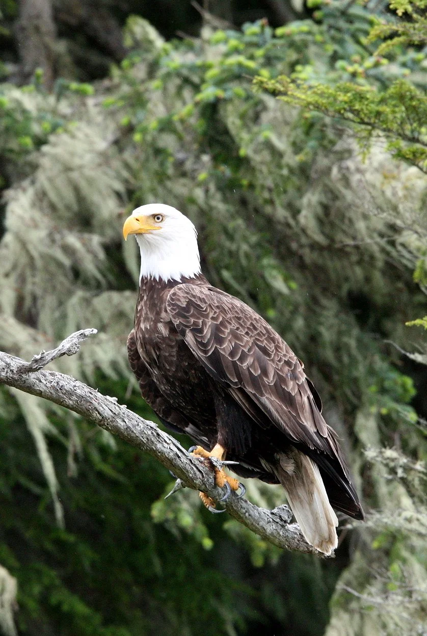 BIRD - EAGLE - BALD EAGLE - KNIGHT'S INLET BRITISH COLUMBIA (91).JPG