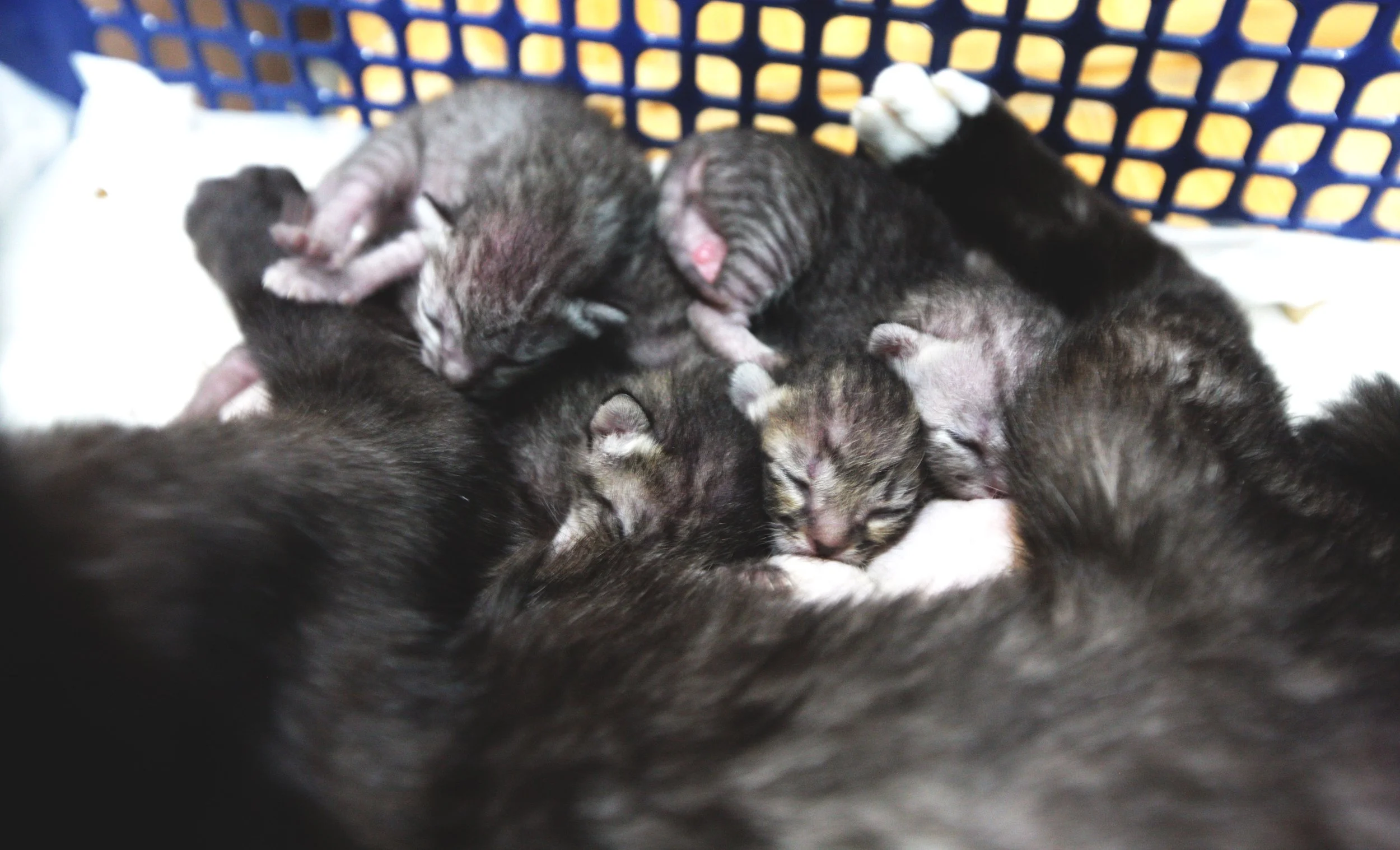 2017 Graffiti Tour in Bangkok (508).JPG