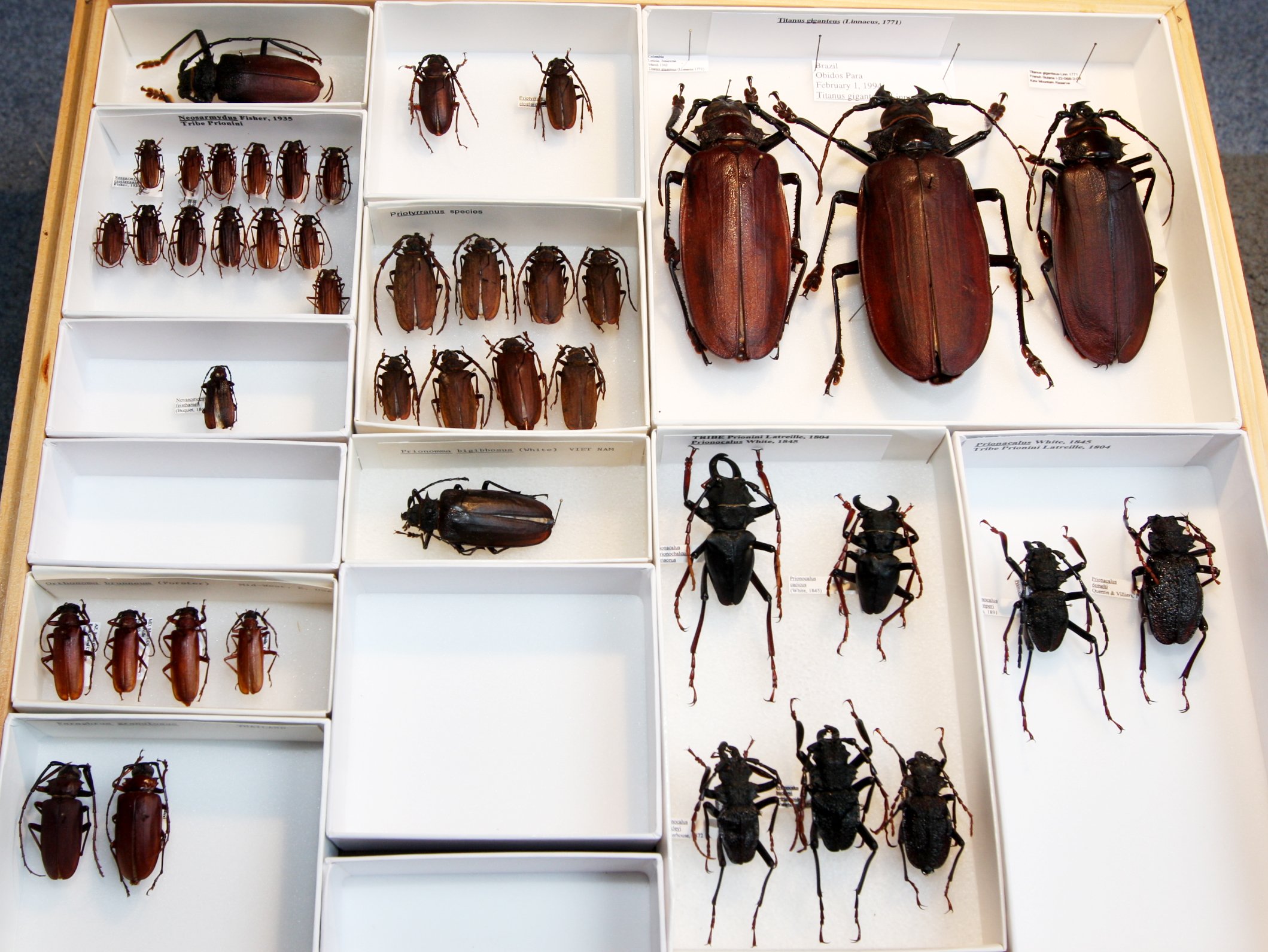 Prioninae 10  Prionini  Titanus giganteus.JPG