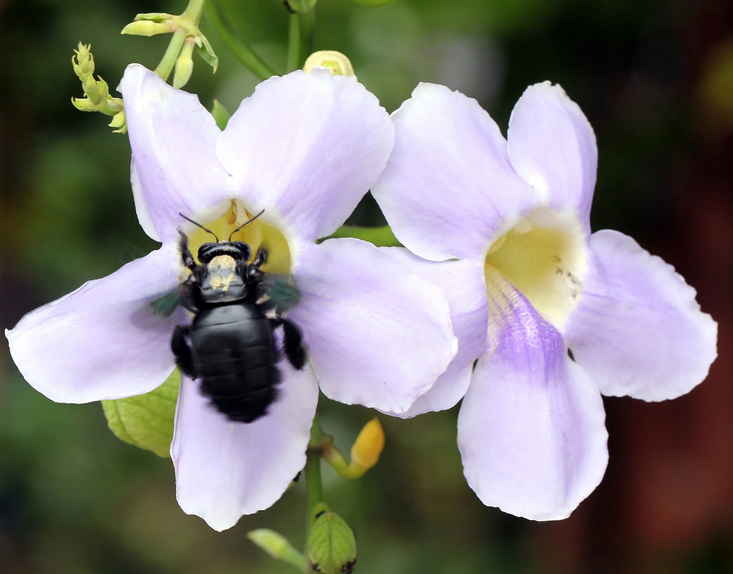 2015 Koh Lanta Summer Misc Images (122).JPG