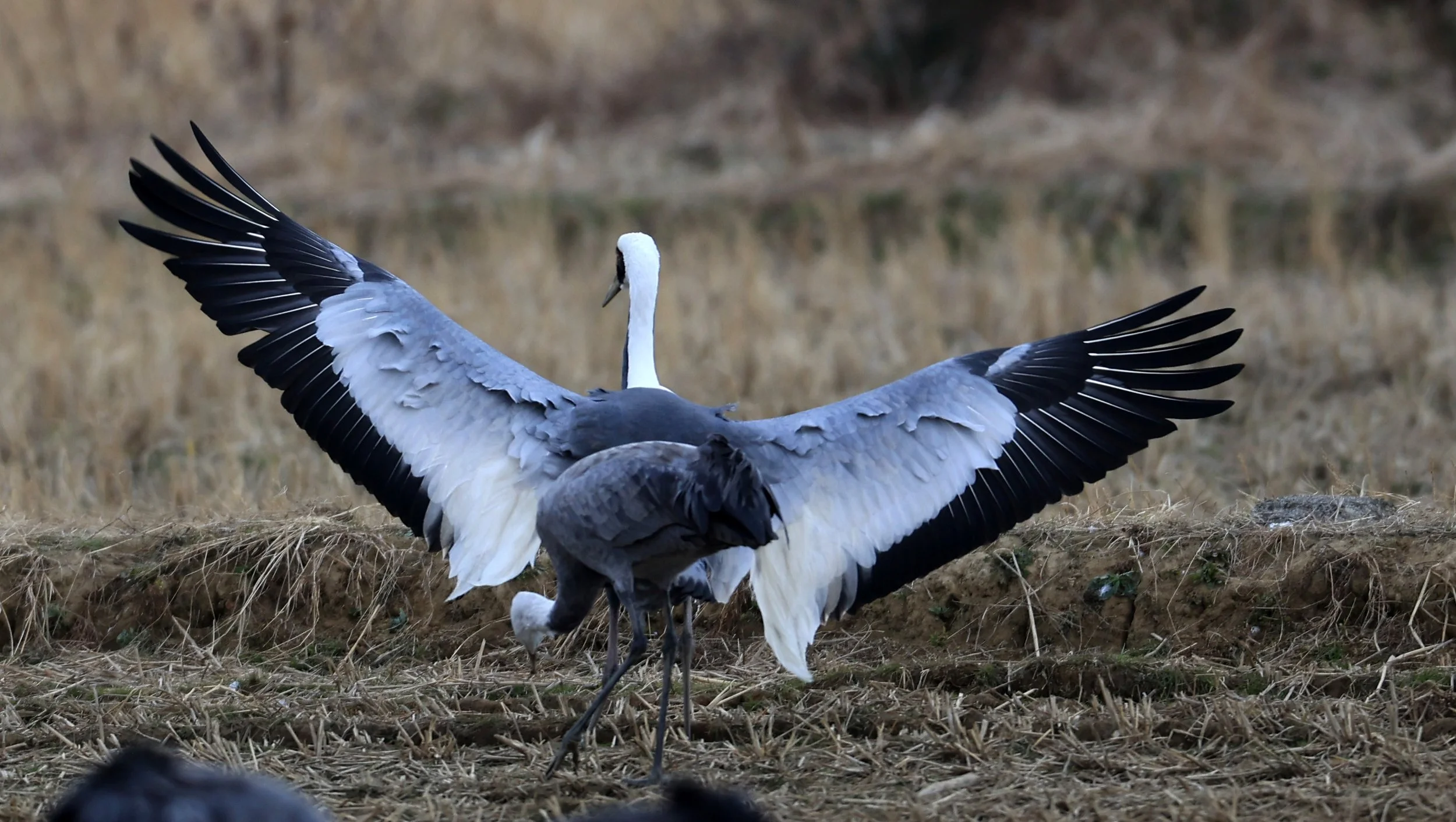 White-naped Crane (Antigone vipio) Izumi Crane Park & Center, Izumi Kagoshima Kyushu Japan (225).jpg