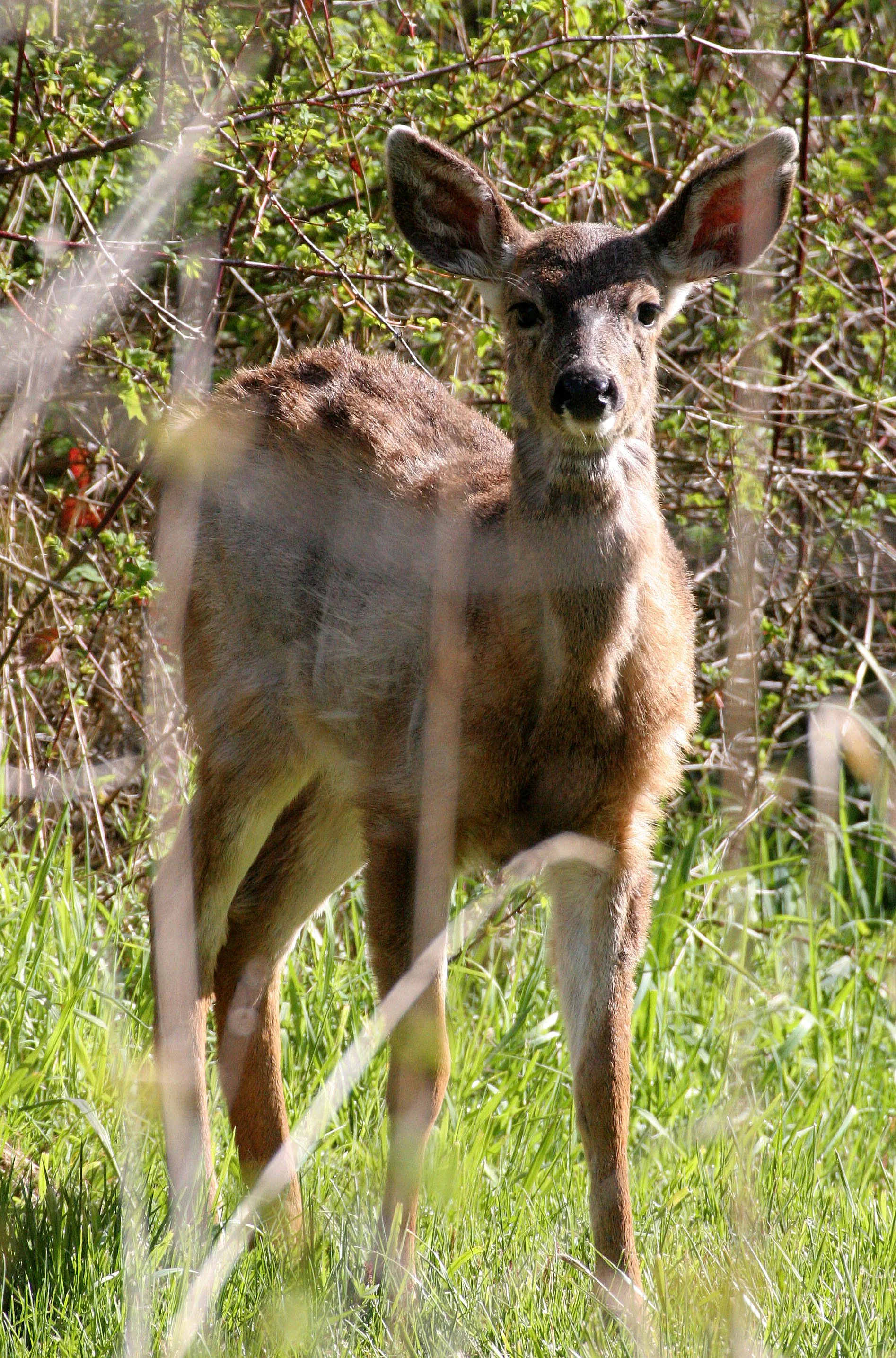 CERVID - DEER - BLACK-TAILED DEER - LAKE FARM WOODS.JPG