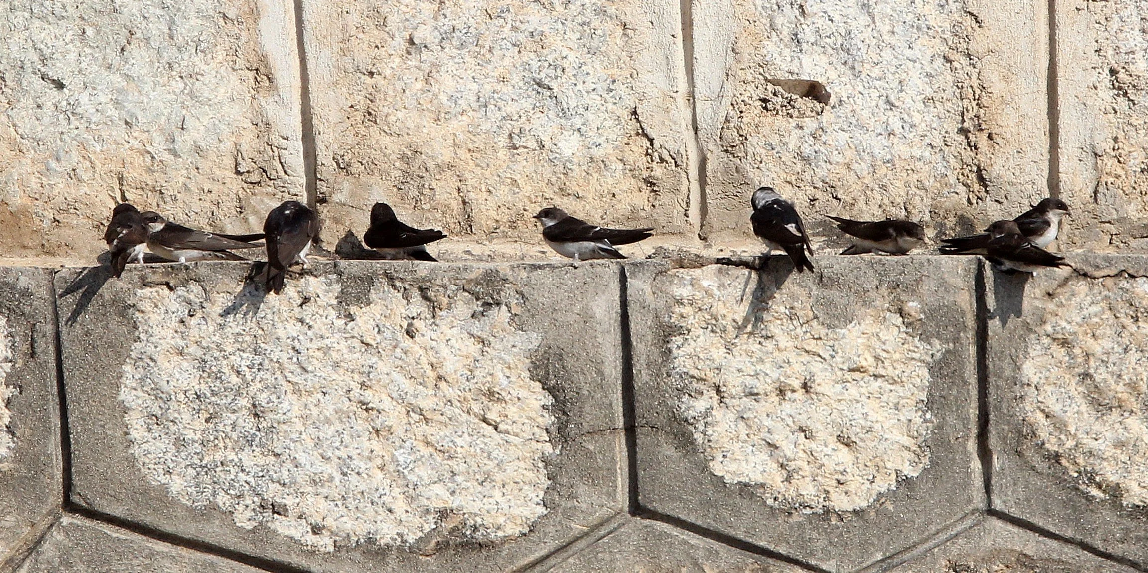 Sand Martin (Riparia riparia) Sierra de Andujar Spain (1).JPG