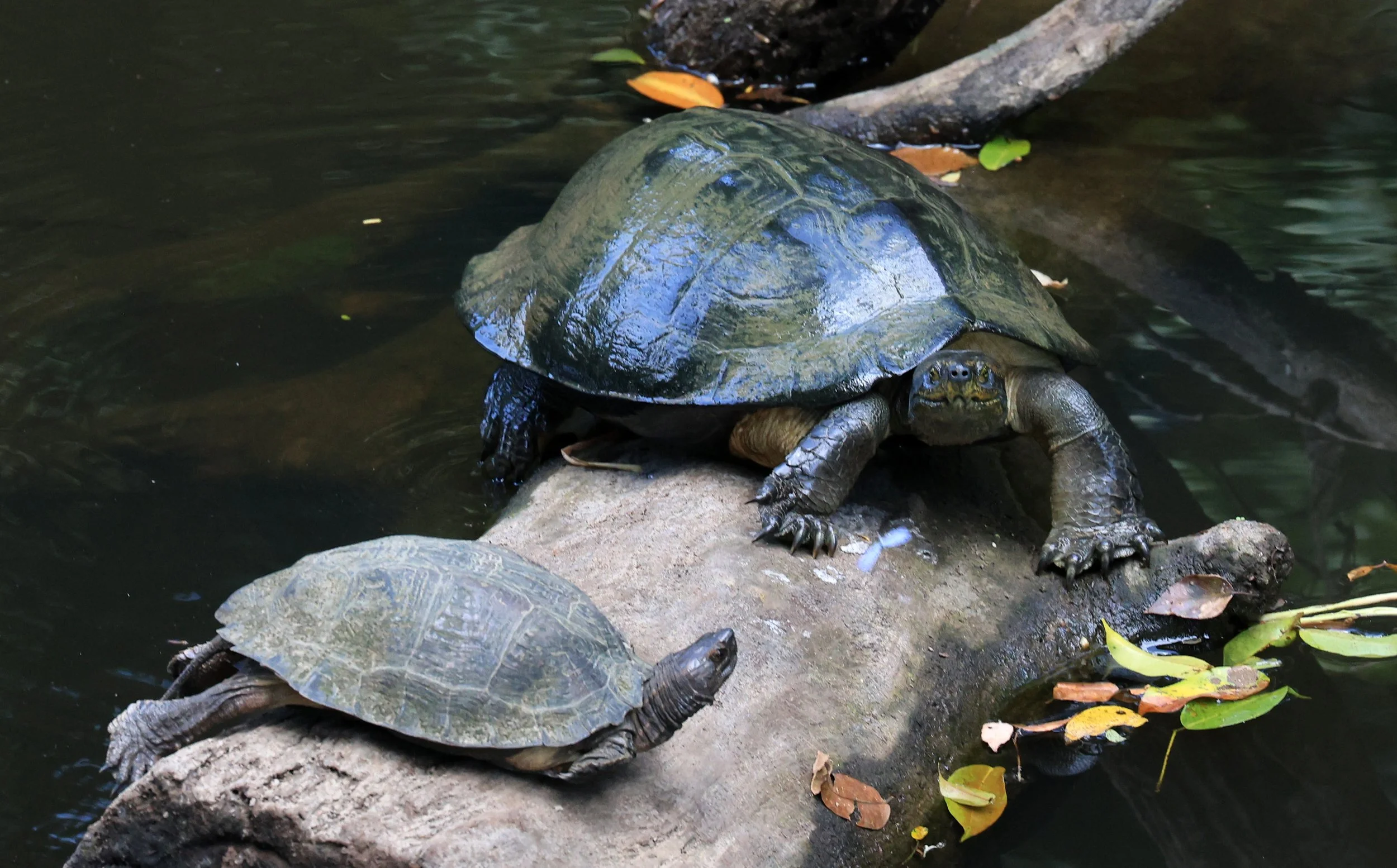 Giant Asian Pond Turtle (Heosemys grandis) Khao Yai National Park Feb 2026 Day 4 (18).jpg
