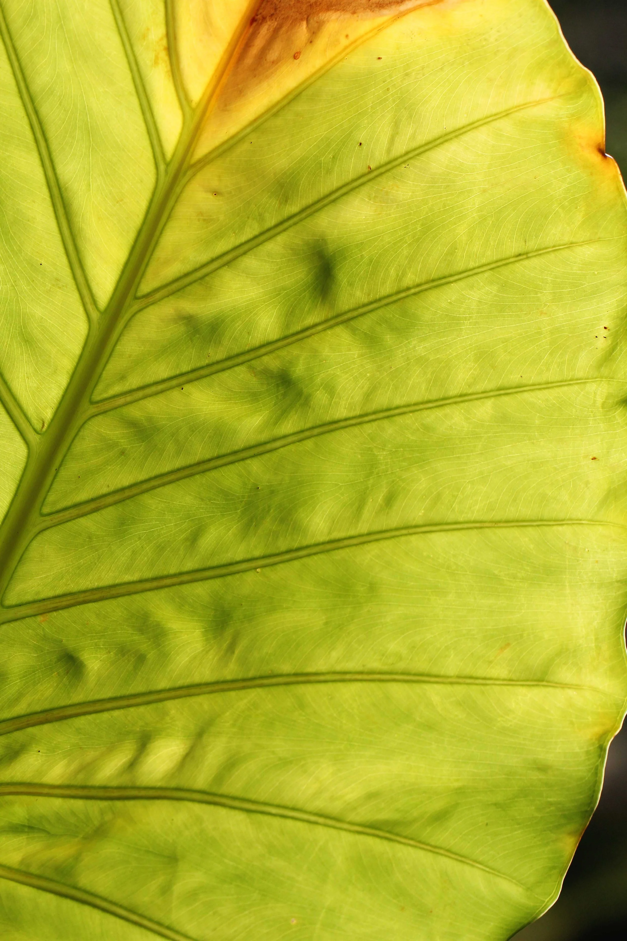 2015 Koh Lanta Songkran with friends from ISB (558).JPG