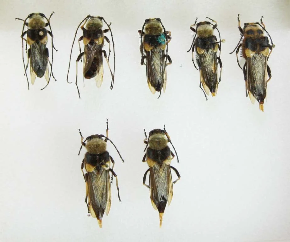 1 Lepturinae - Ulochaetes lionensis.JPG