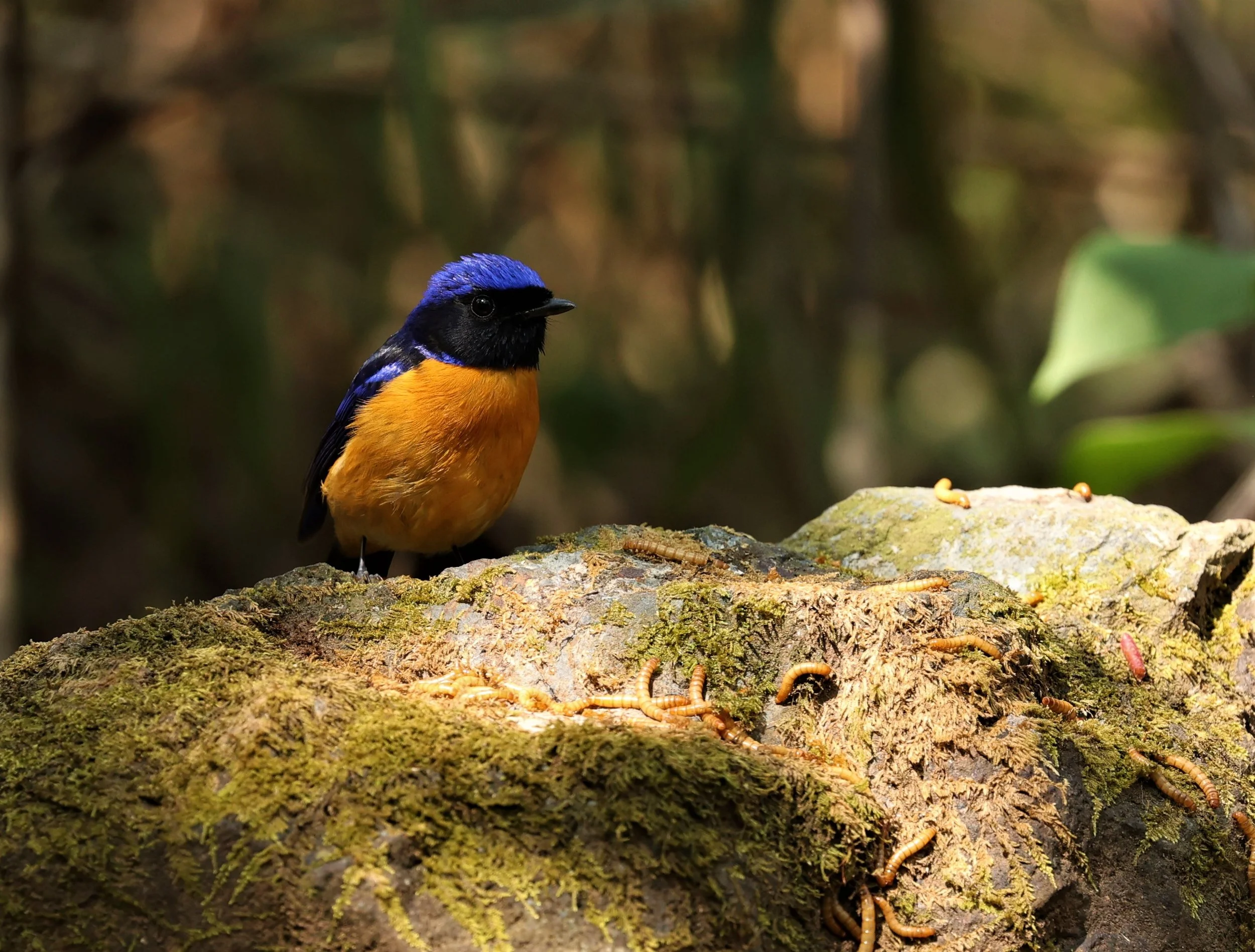 NILTAVA - RUFOUS-BELLIED NILTAVA - Niltava sundar - DOI SAN JU (DOI LANG WEST) FEB 2022 (20).jpg