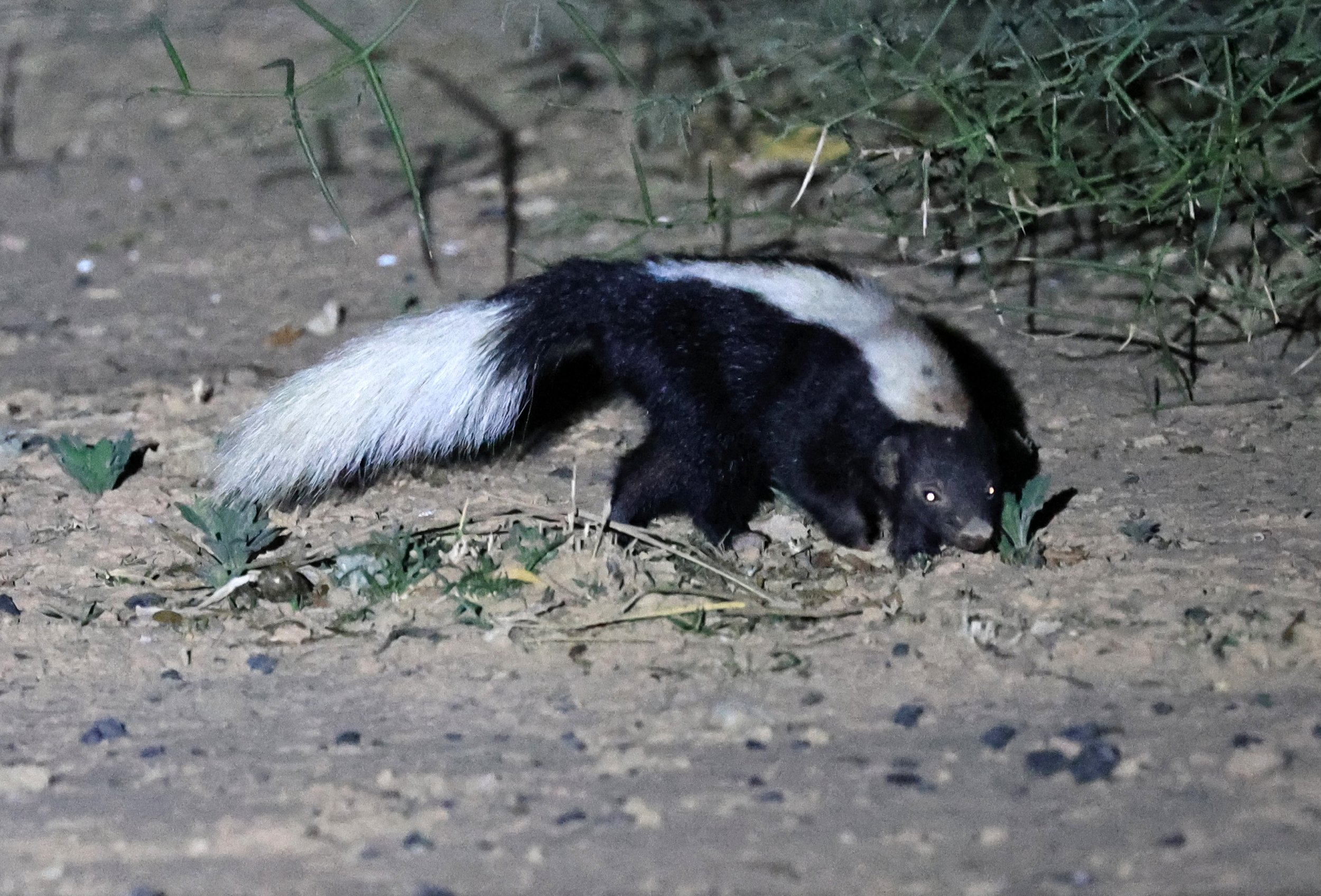 Molina's Hog-nosed Skunk (Conepatus chinga) Estancia Campo'í Paraguay (146).jpg