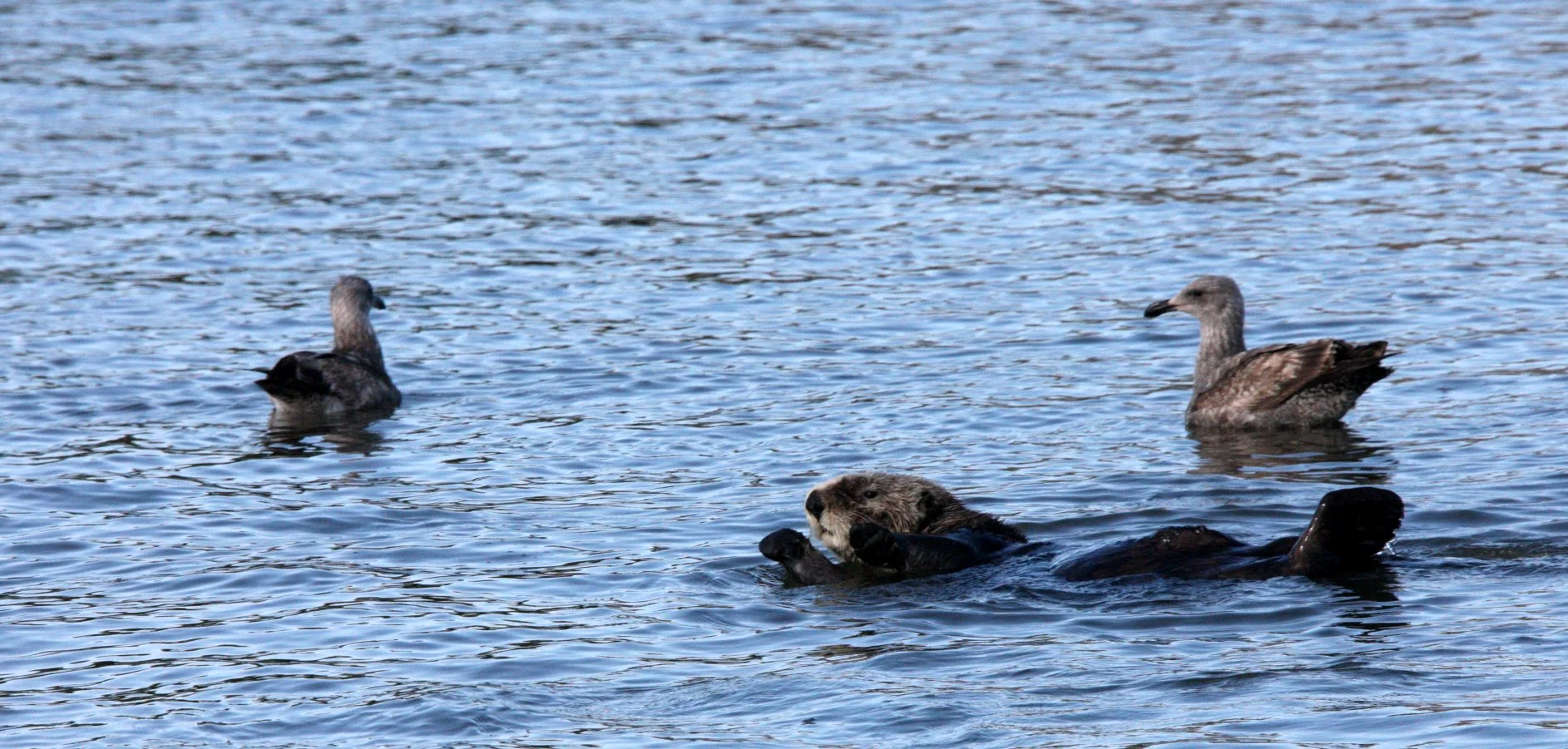 Enhydra lutris nereis - CALIFORNIA SEA OTTER - ELKHORN SLOUGH  WILDLIFE REFUGE CALIFORNIA (52).JPG