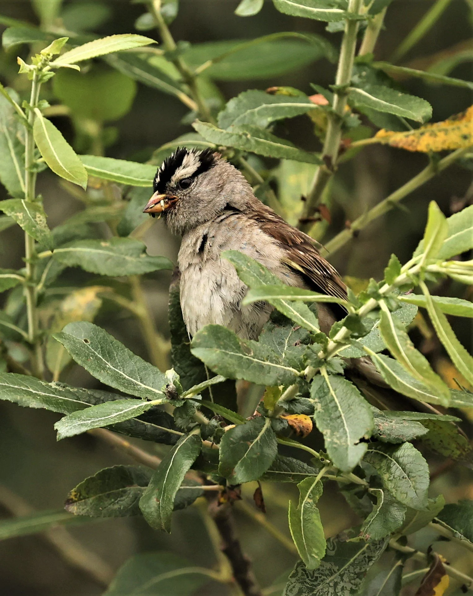 White-crowned Sparrow (Zonotrichia leucophrys) Humboldt Bat NWR California (7).jpg
