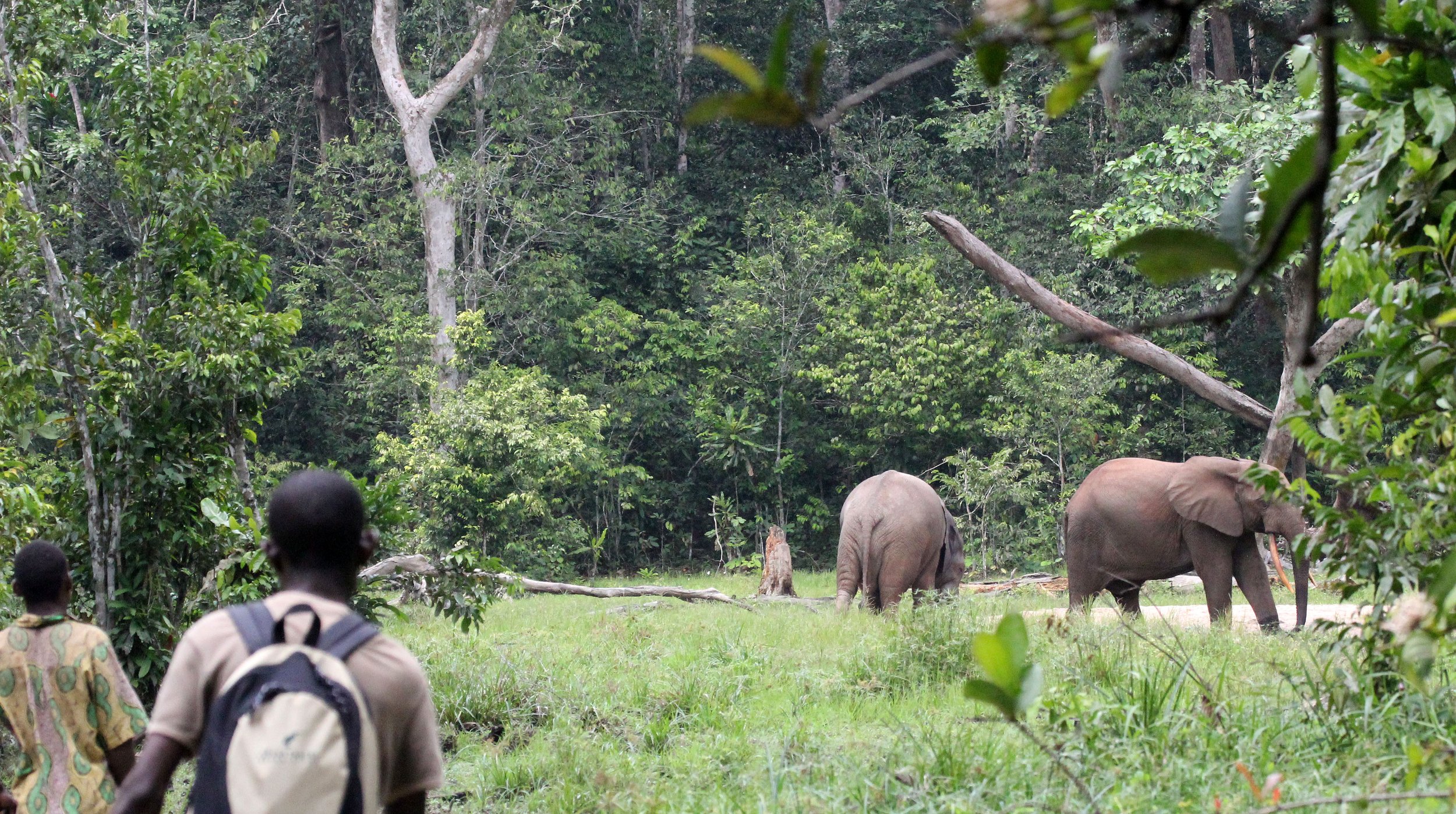 DZANGA NDOKI NATIONAL PARK CENTRAL AFRICAN REPUBLIC (15).JPG
