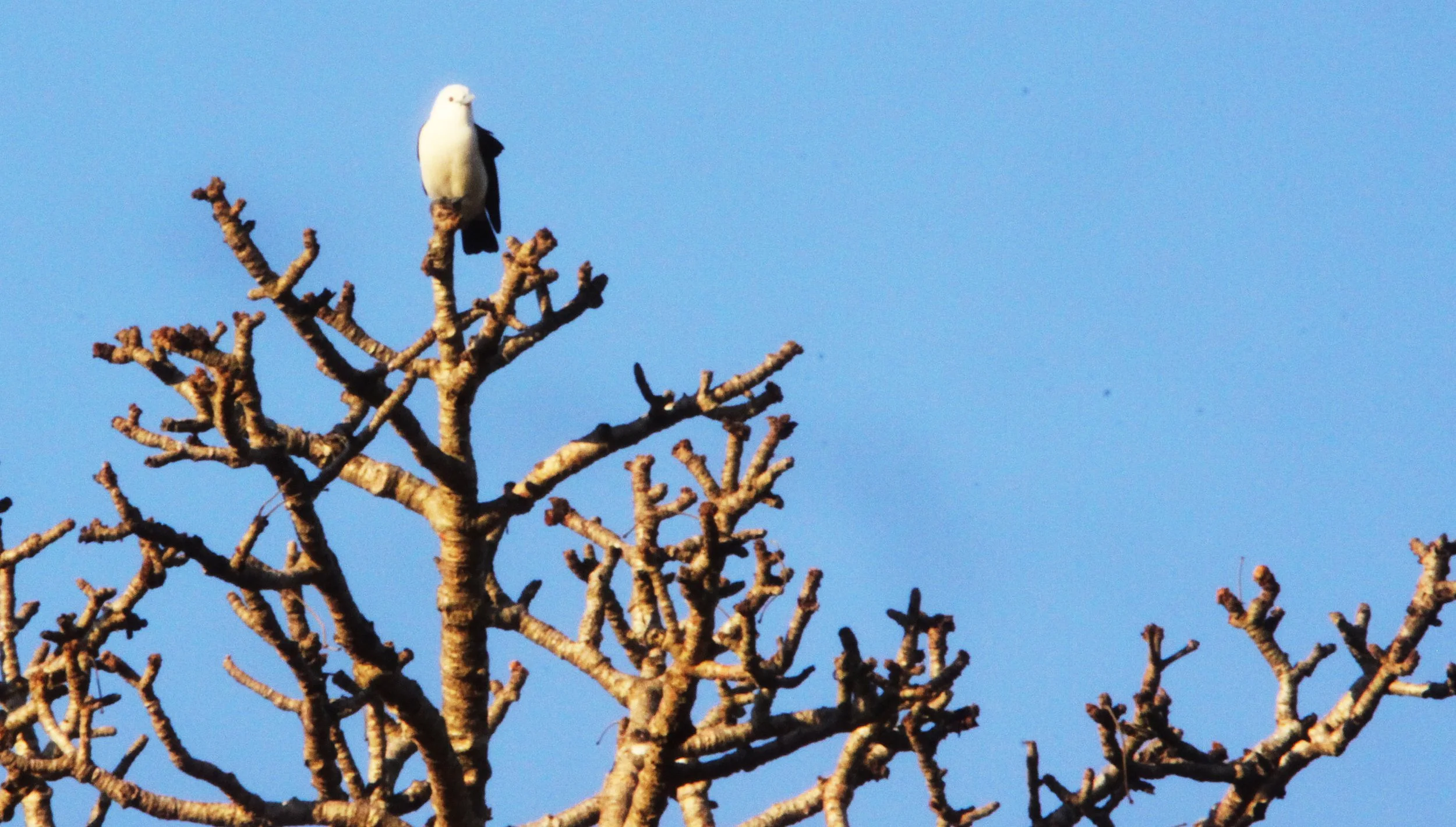 Artamella viridis - White-headed Vanga - Berenty Reserve, Madagascar (4).JPG