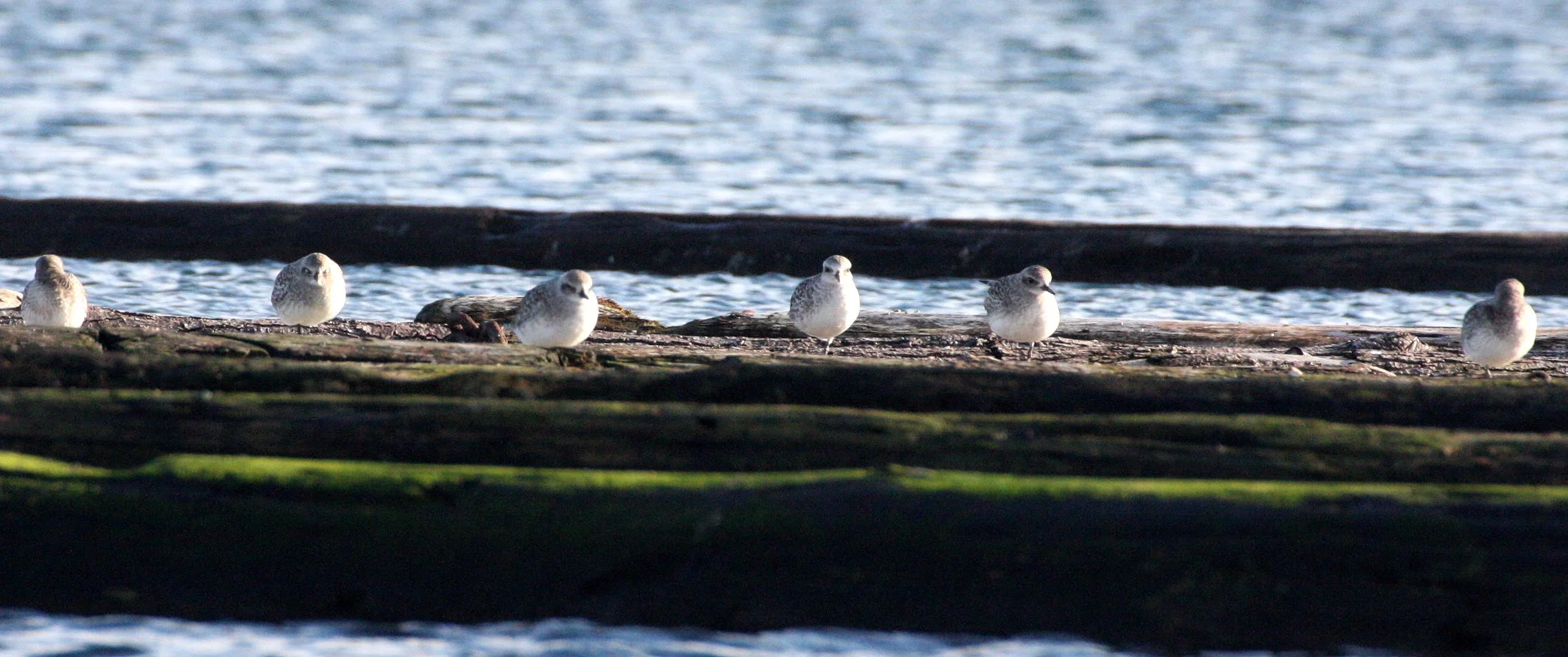 BIRD - PLOVER - BLACK-BELLIED PLOVER - PA HARBOR (13).JPG