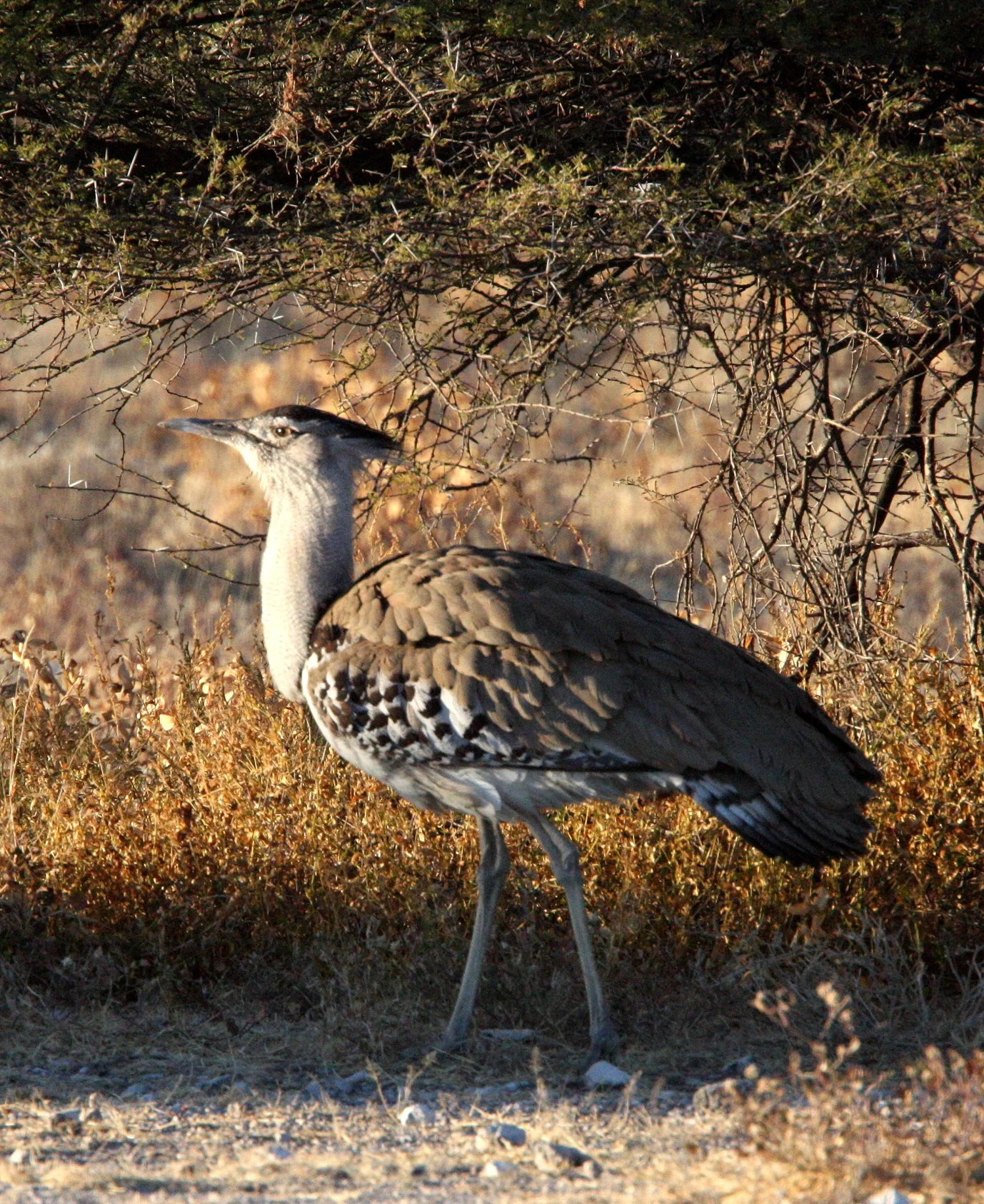 Kori bustard (Ardeotis kori) Etosha NP, Namibia (1).JPG