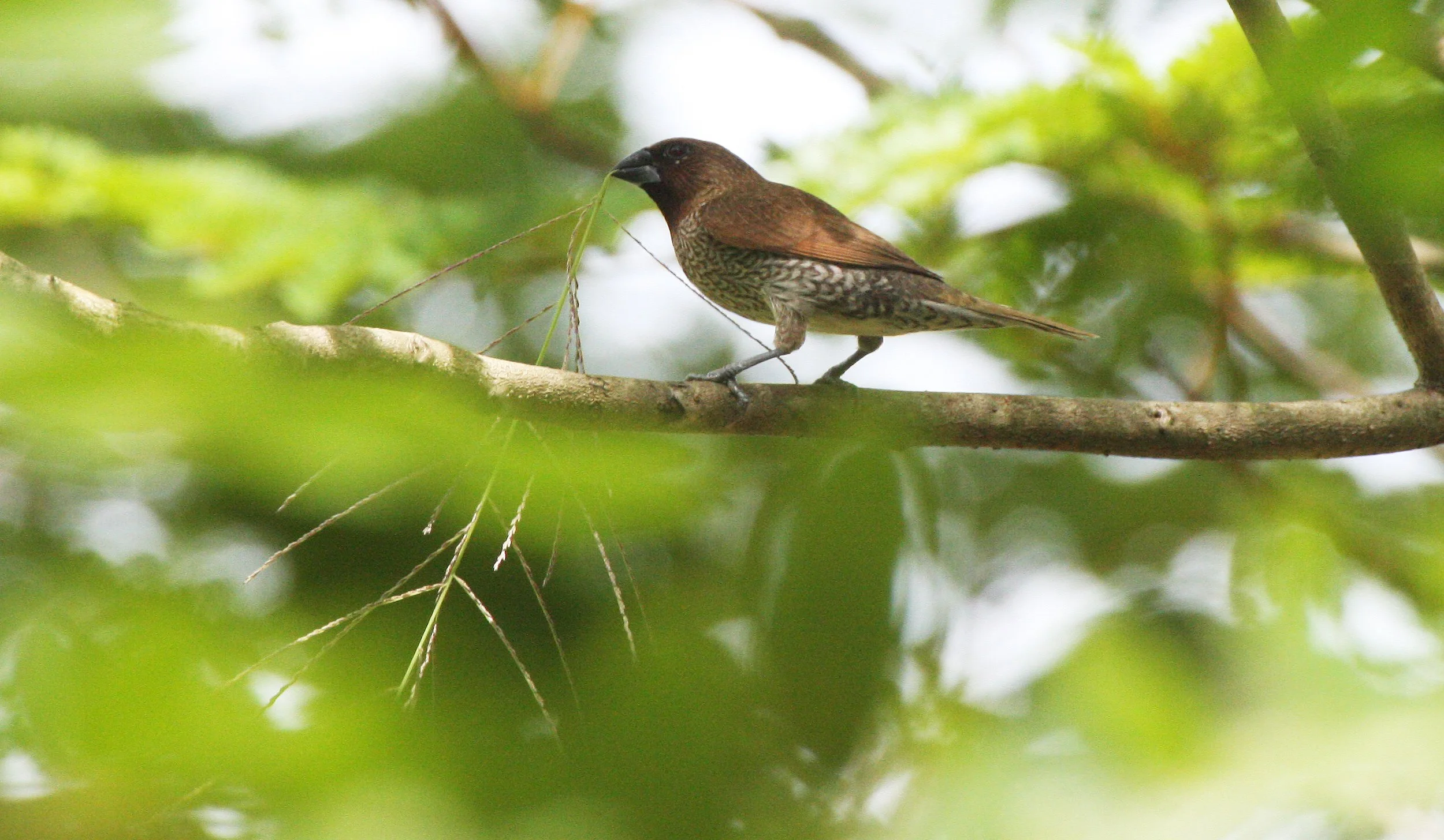 MUNIA - SCALY BREASTED MUNIA - Lonchura punctulata - KAENG KRACHAN NP THAILAND.JPG