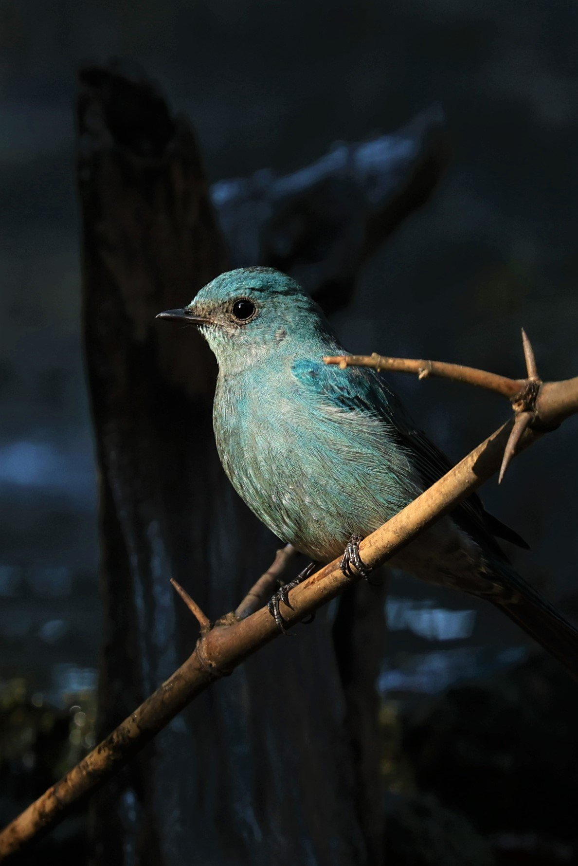 FLYCATCHER - VERDITER FLYCATCHER - Eumyias thalassina - WAT THAM PRATHUM CHONBURI JAN 30 2022 (163).jpg
