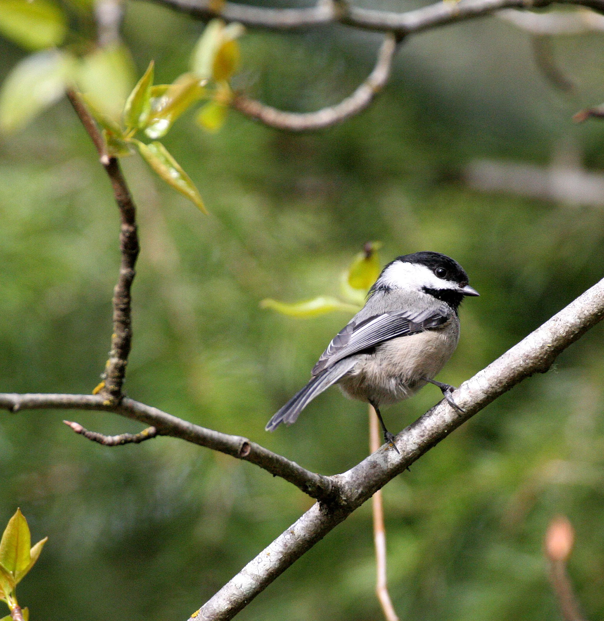 Black-capped chickadee (Poecile atricapillus) Dungeness River NWR, Olympic Peninsula Washington (9).JPG